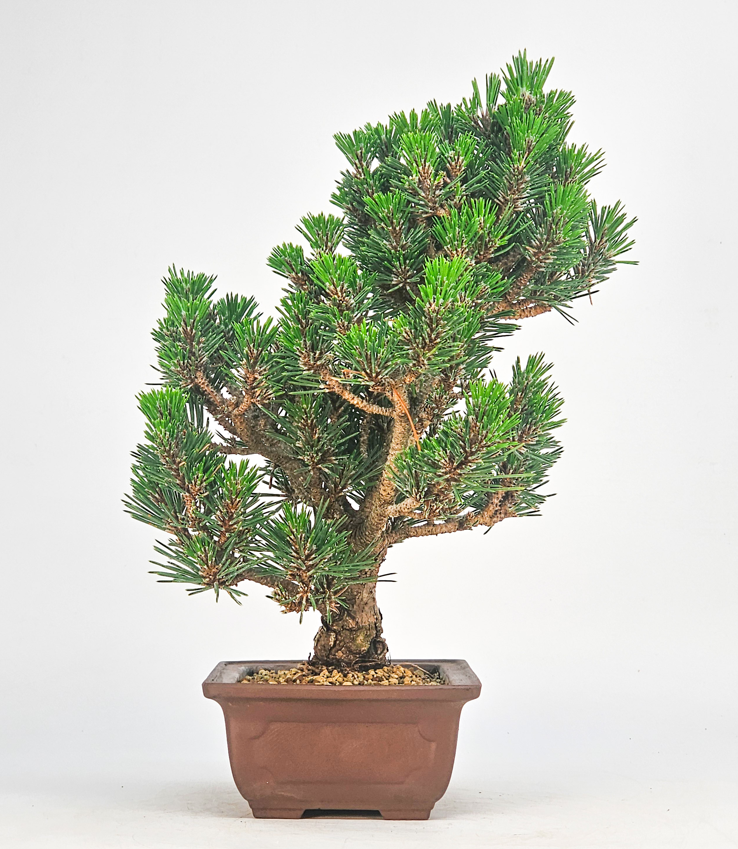 Bonsai Schwarzkiefer - Pinus thunbergii 25,5cm