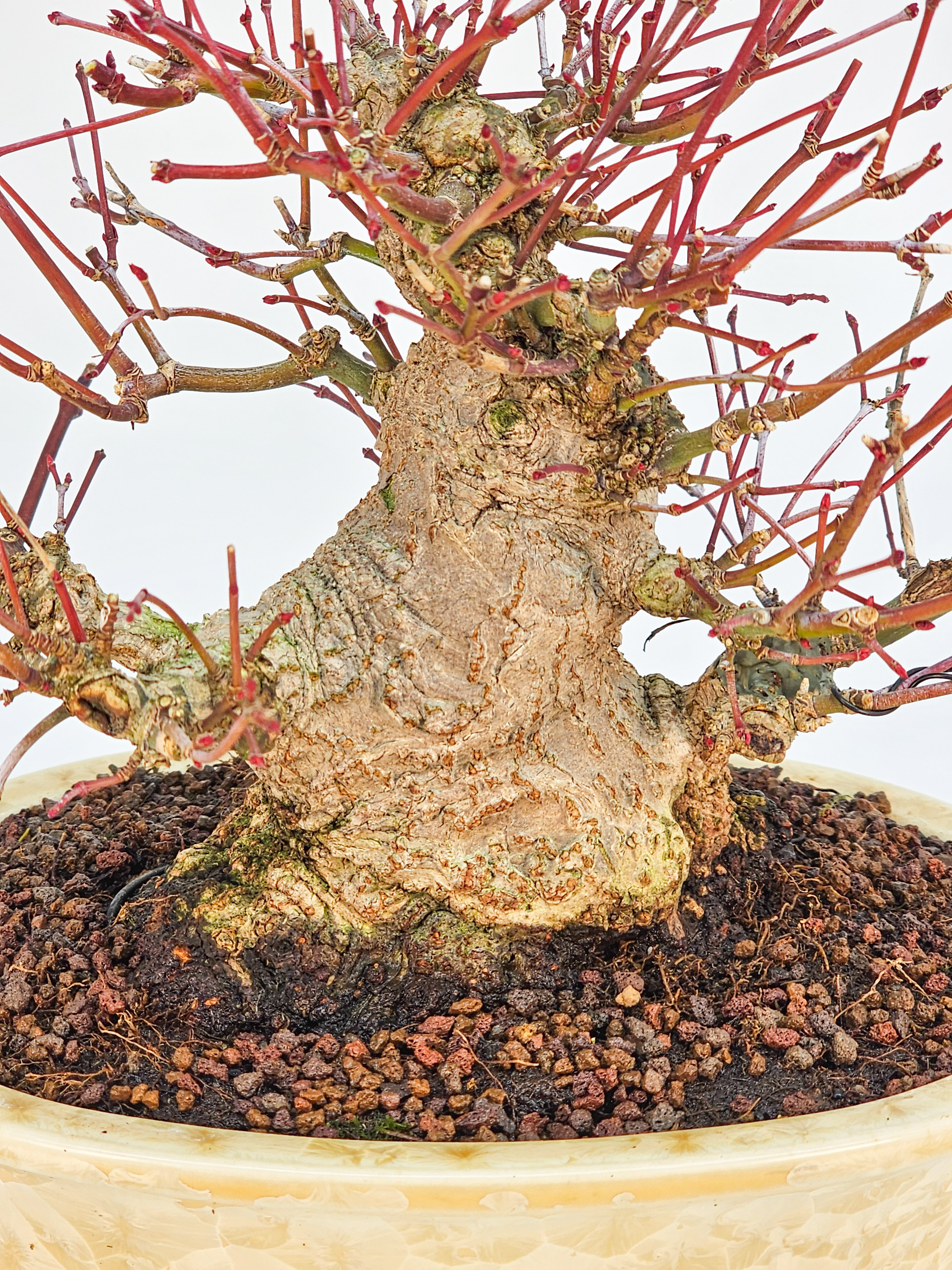 Bonsai Fächerahorn - Acer Palmatum Shohin 15cm 