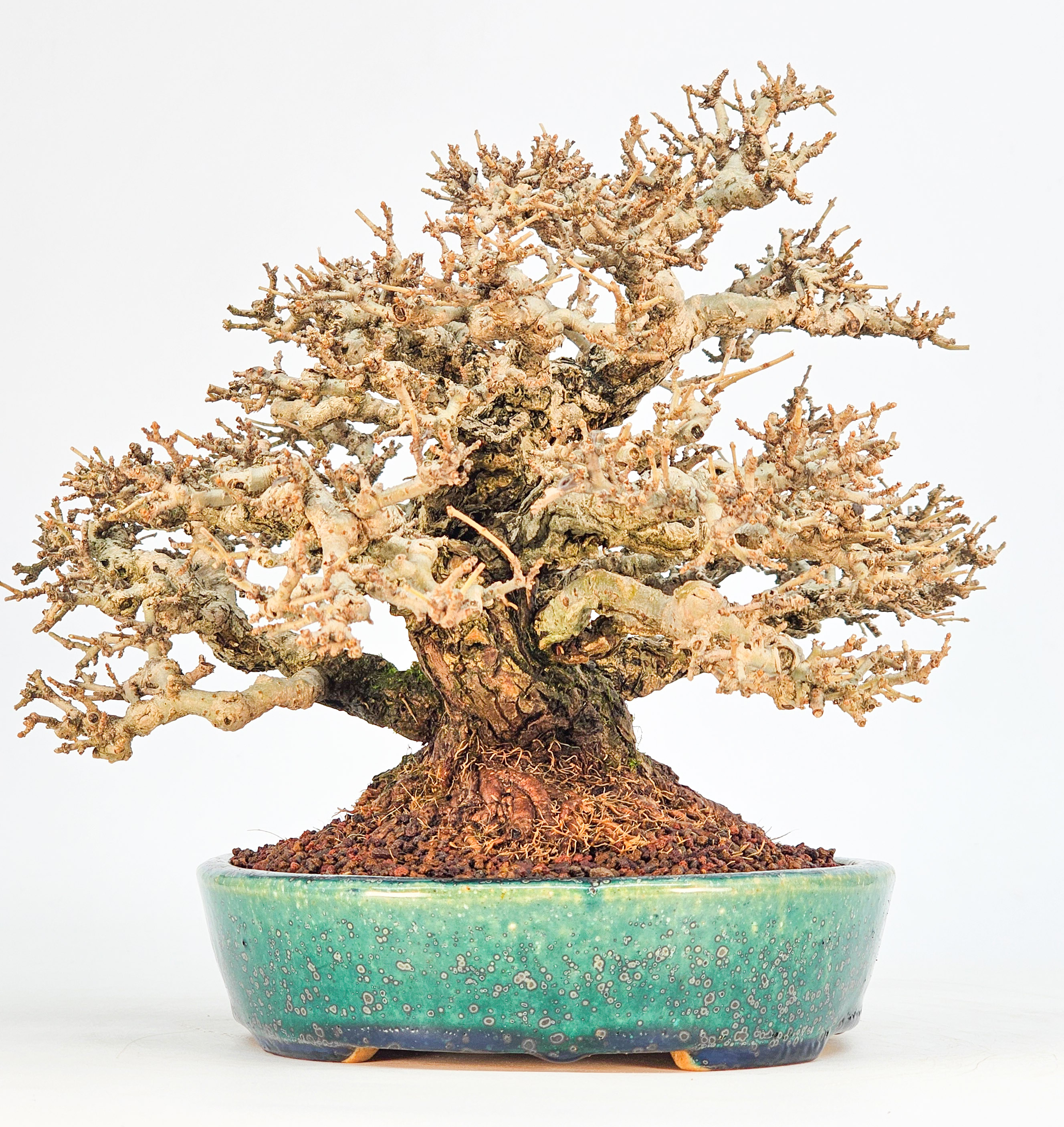 Bonsai Premium Japanischer Liguster - Ligustrum japonicum Shohin 20cm