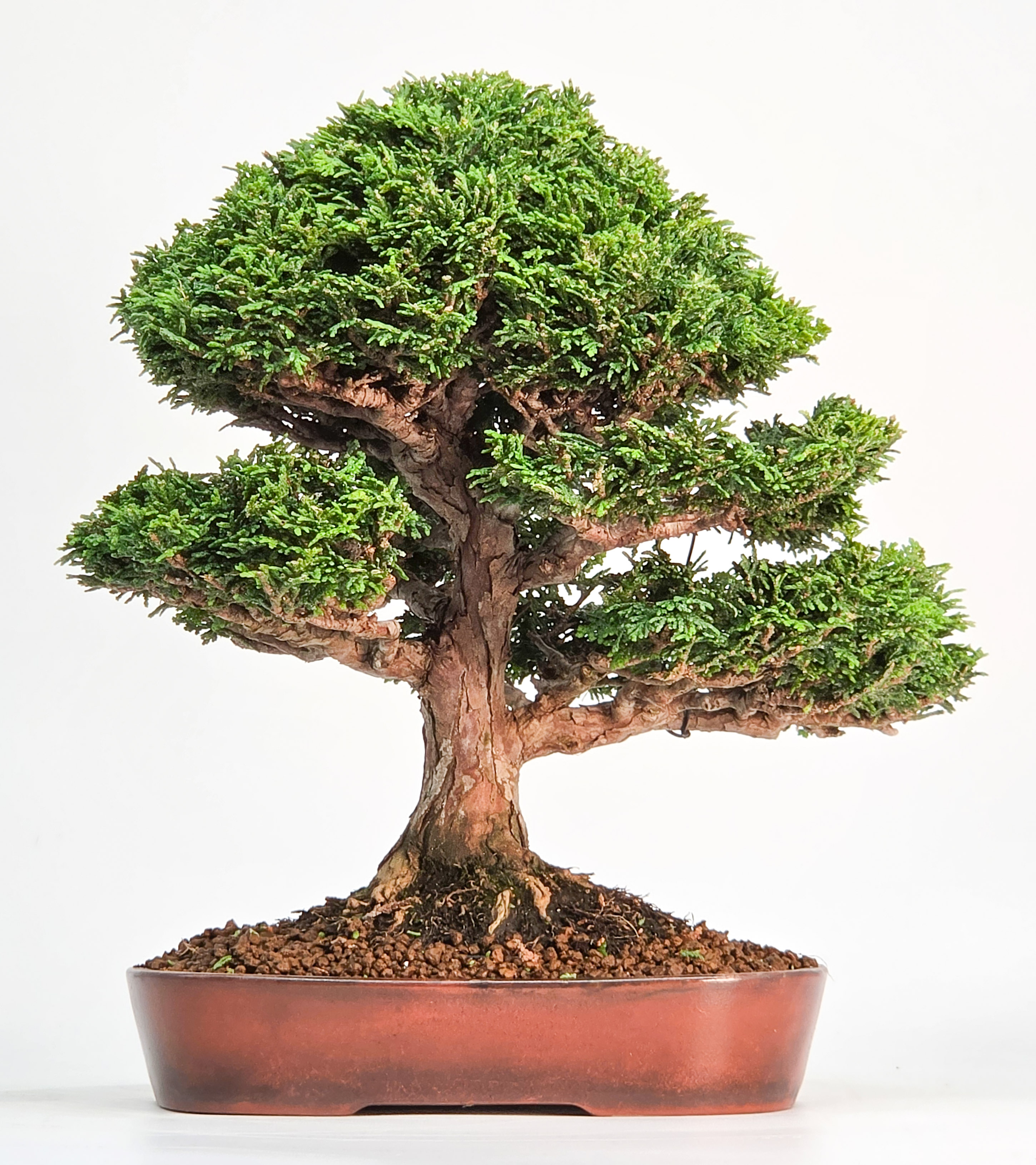 Bonsai Premium Muschelzypresse - Chamaecyparis obtusa 23cm