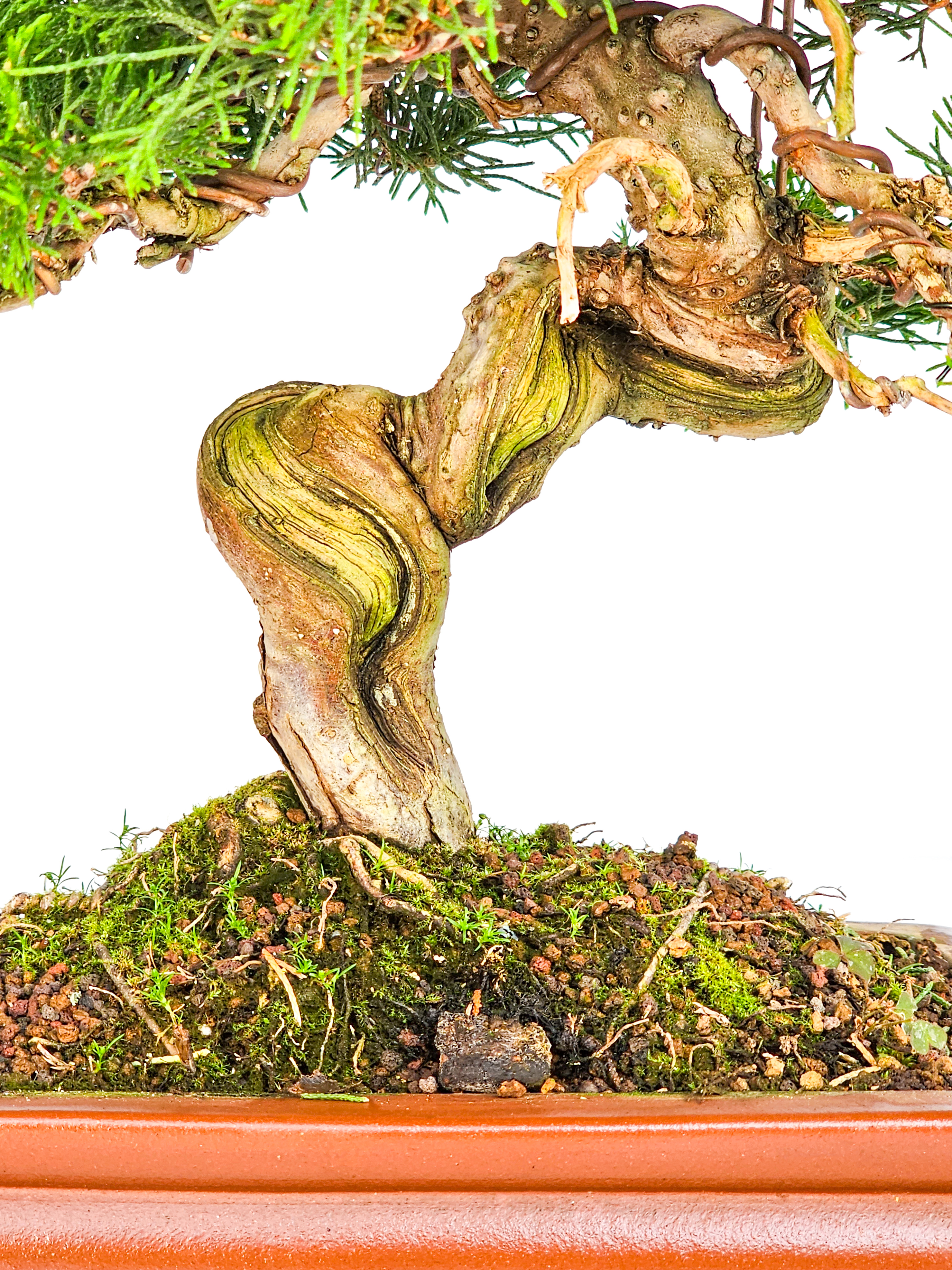 Bonsai Wacholder Juniperus Itoigawa 32cm