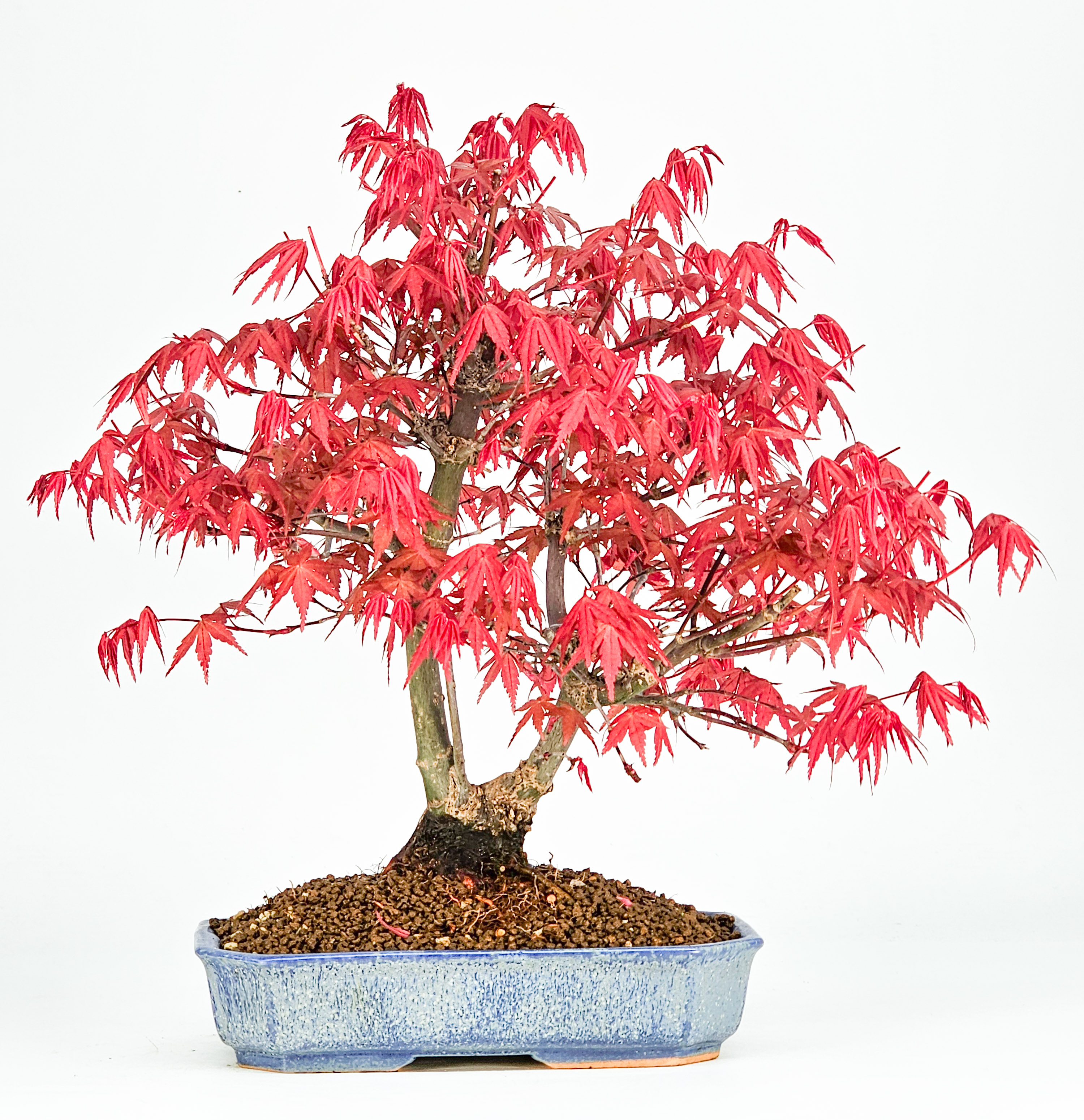 Bonsai Fächerahorn Acer palmatum Deshojo 26cm