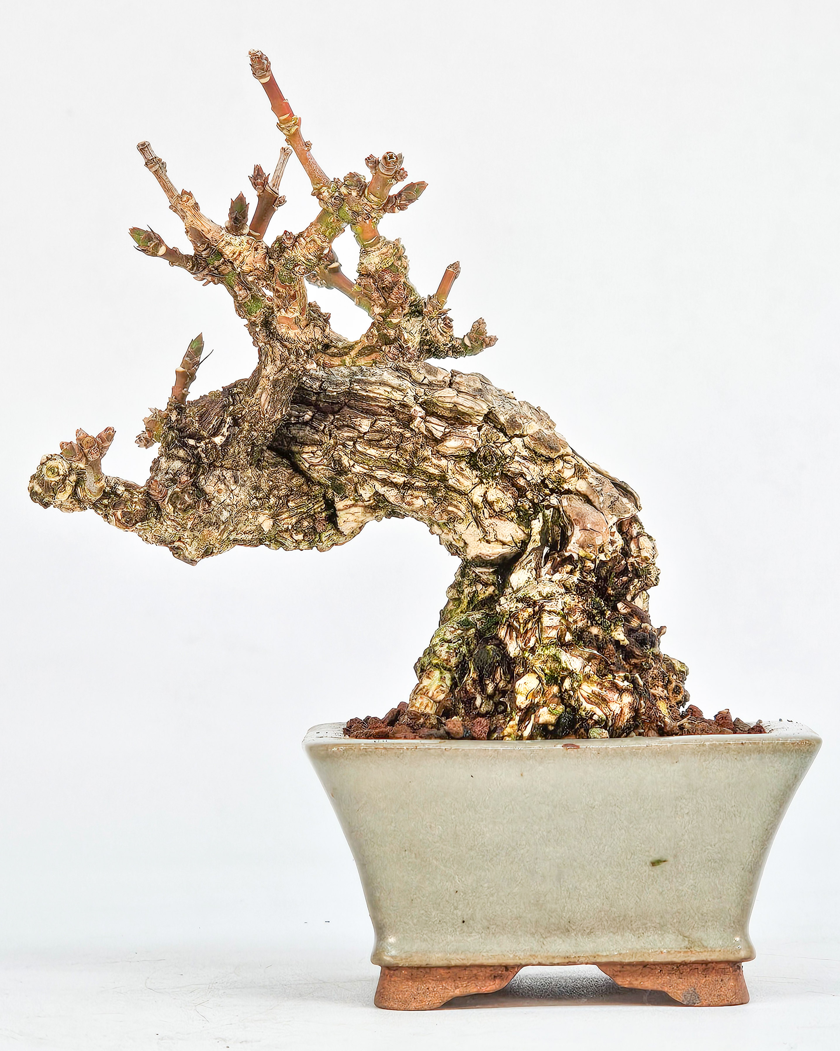  Bonsai Pfaffenhütchen - Euonymus Shohin 8cm 