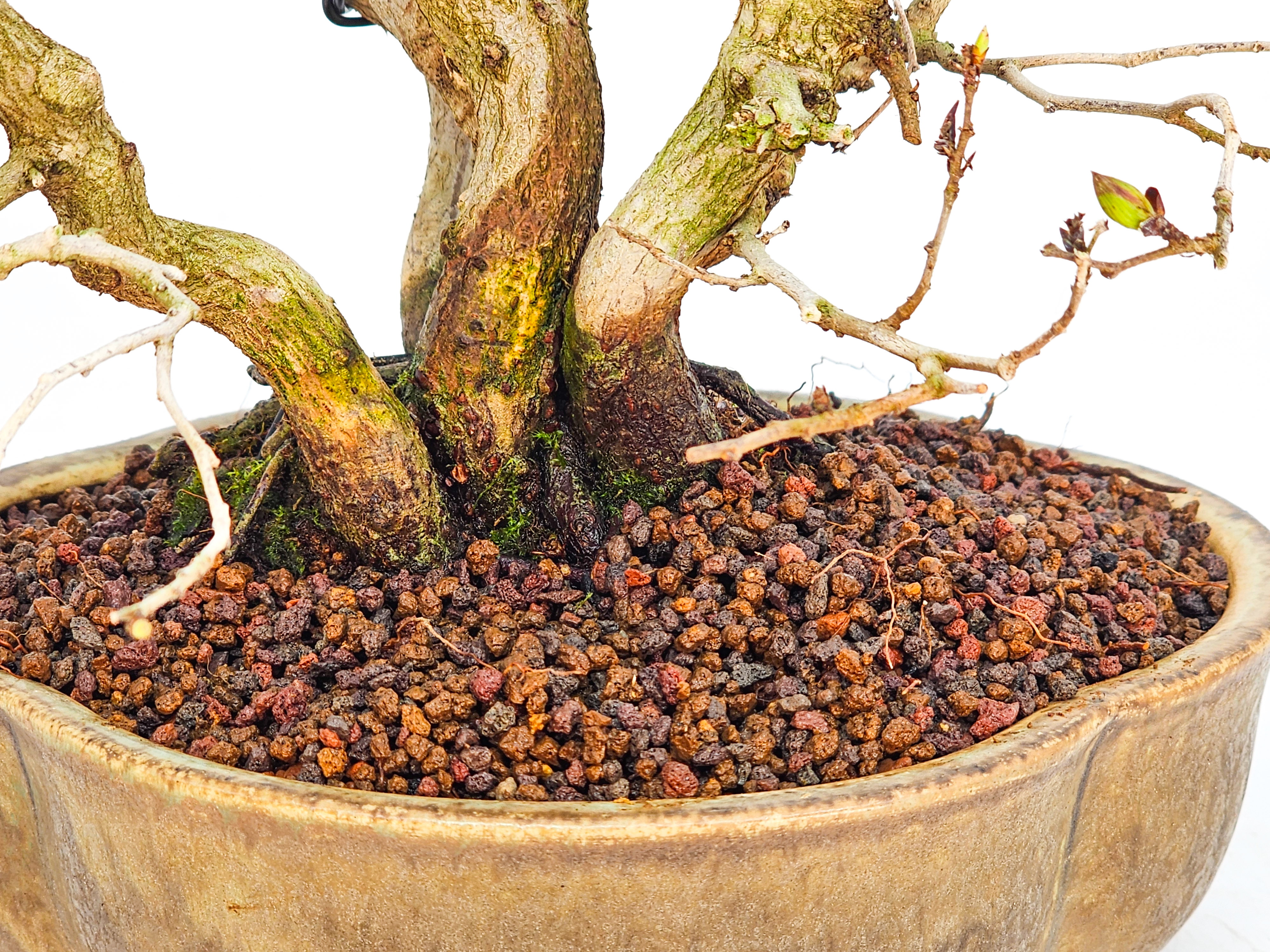 Bonsai Koreanische Hainbuche Carpinus coreana 23cm