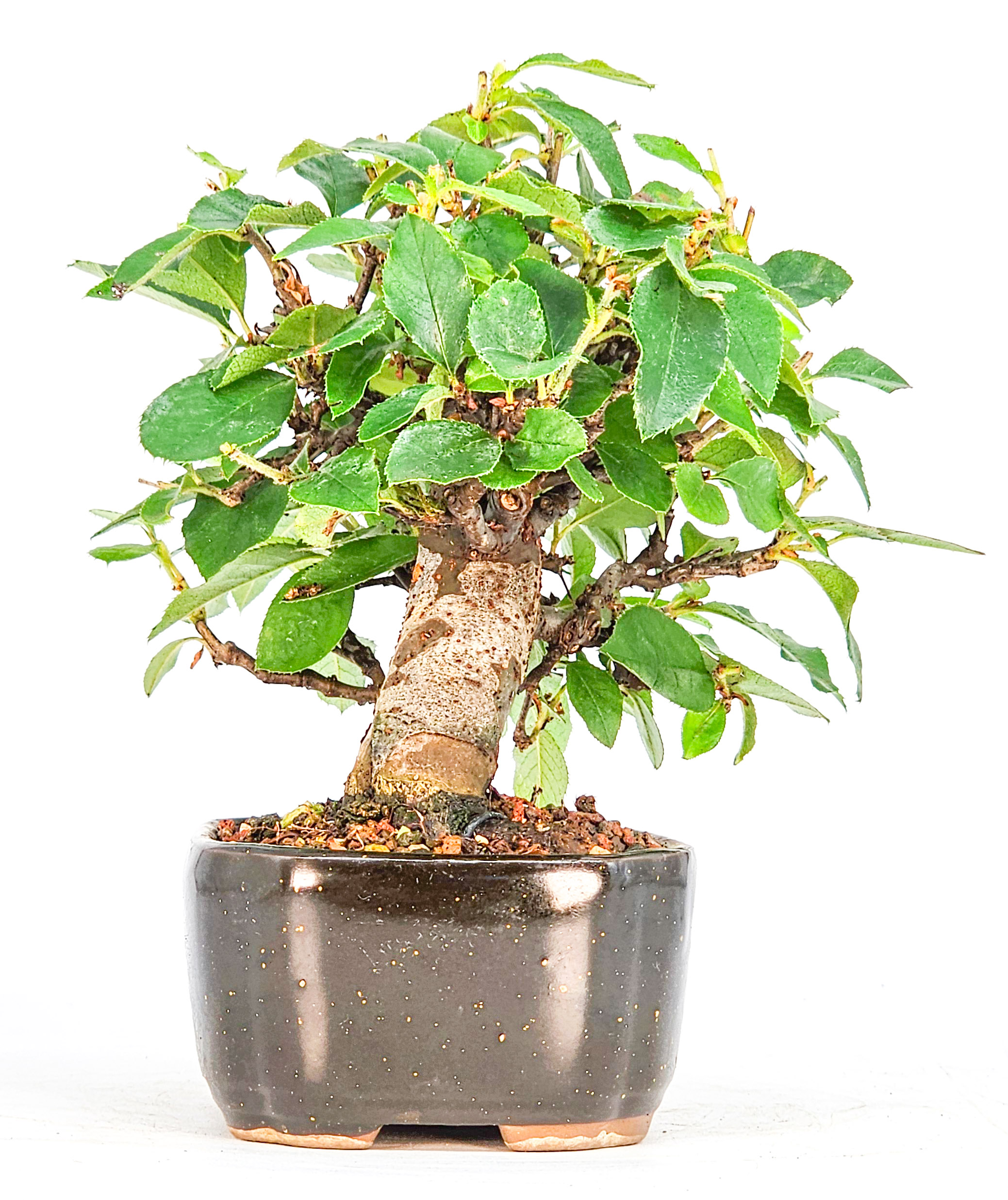 Bonsai Quitte - Pseudocydonia sinensis Shohin 10cm