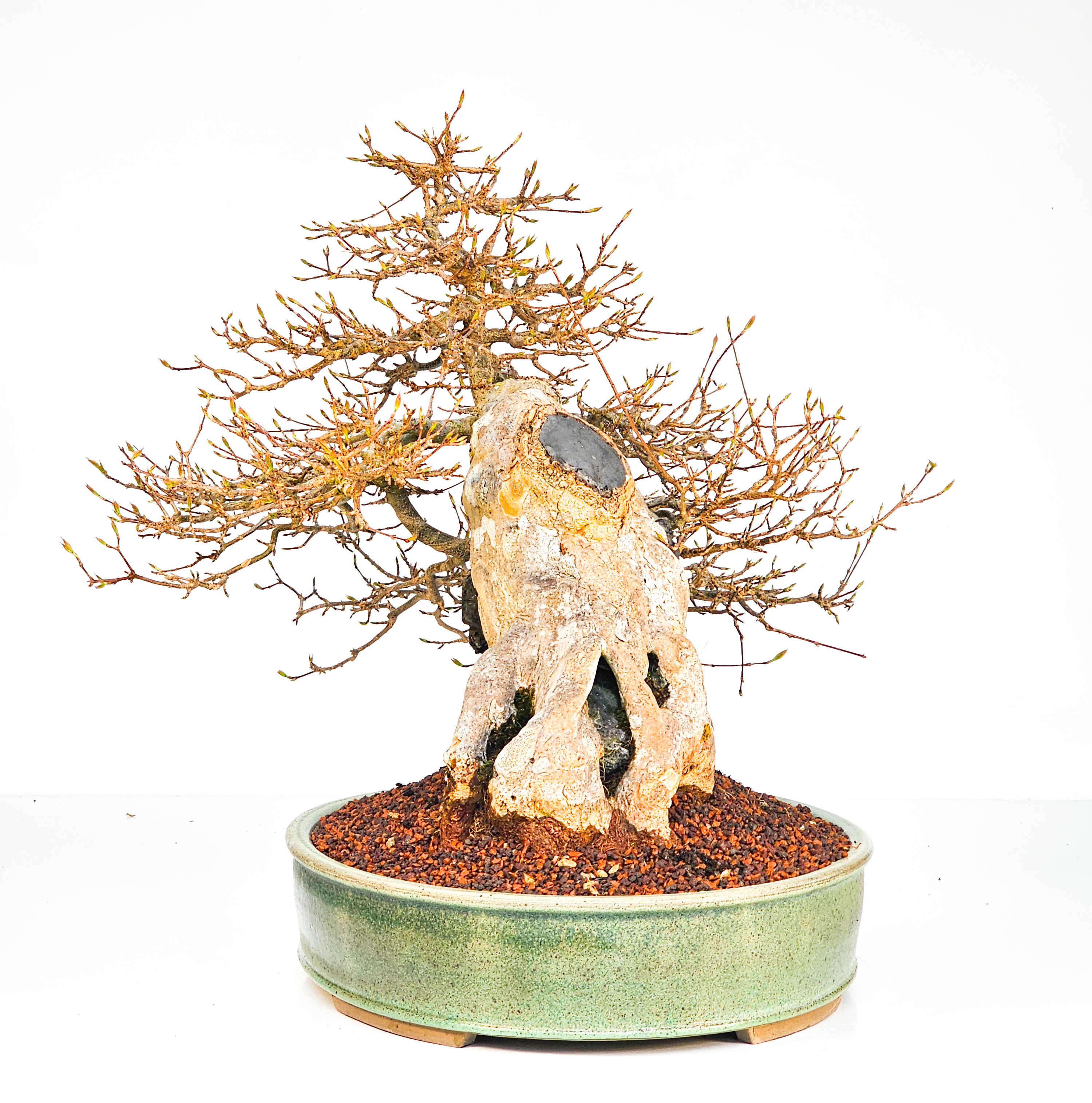 Bonsai Dreispitzahorn  - Acer buergerianum Ishizuki 37cm