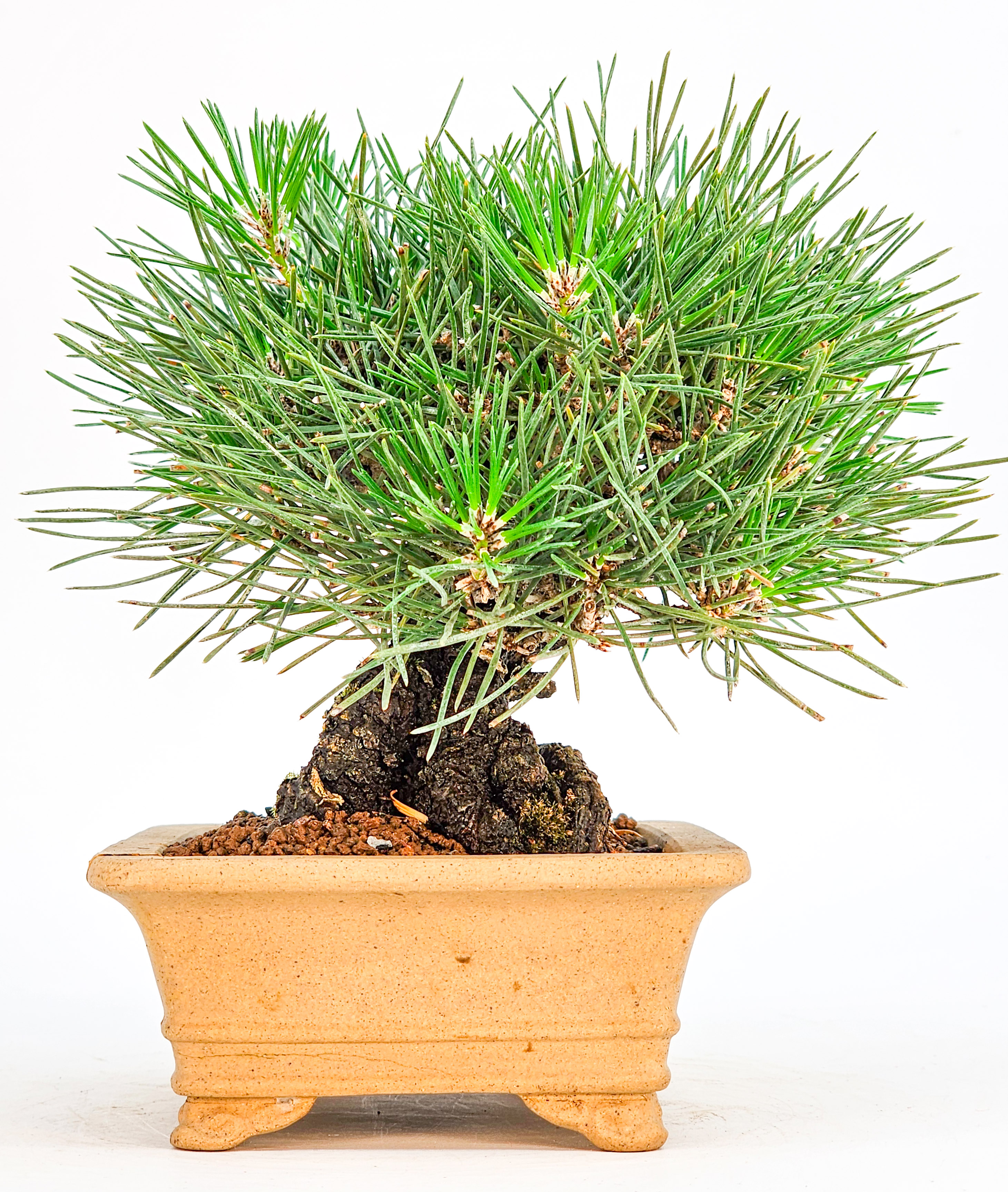Bonsai Schwarzkiefer - Pinus thunbergii Shohin 14cm   
