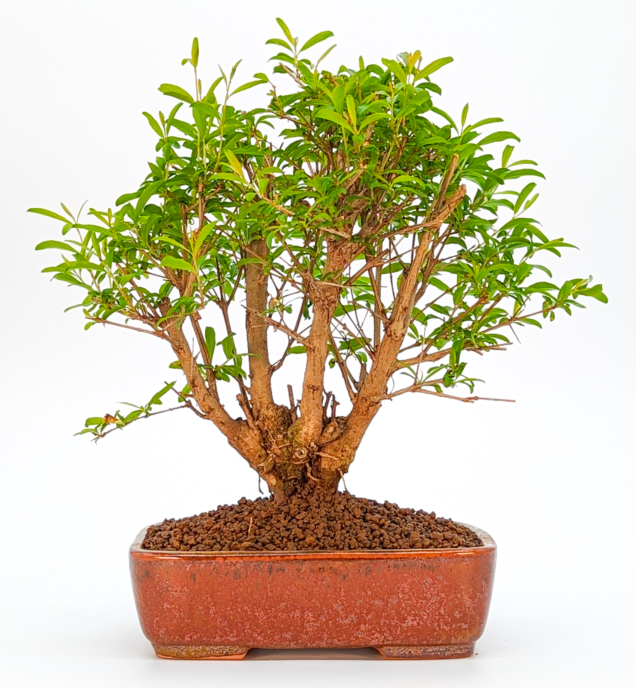 Bonsai 7 Jahre Punica granatum nana Shohin 20cm    