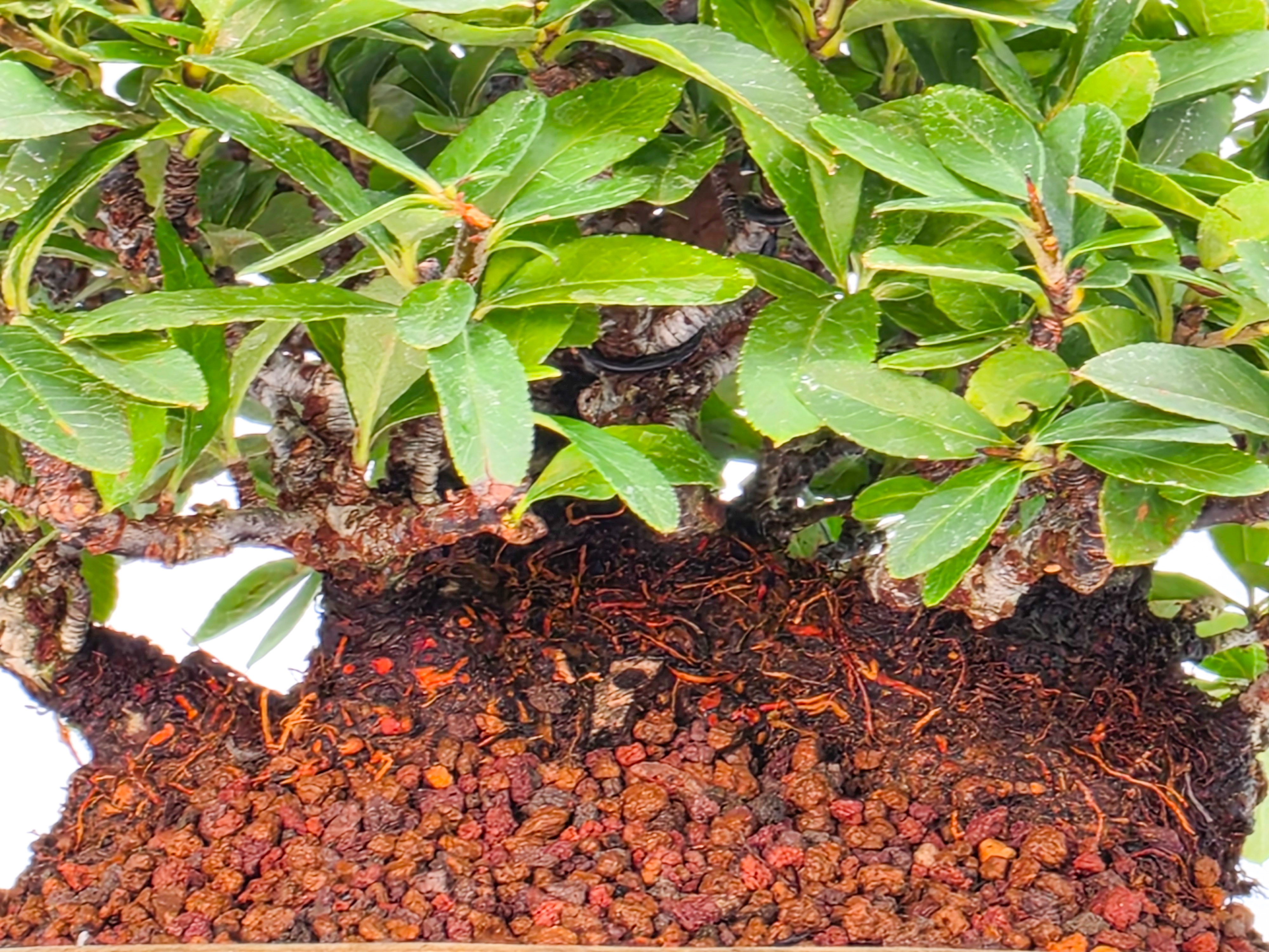Bonsai Feuerdorn - Pyracantha Shohin 15cm Video!!
