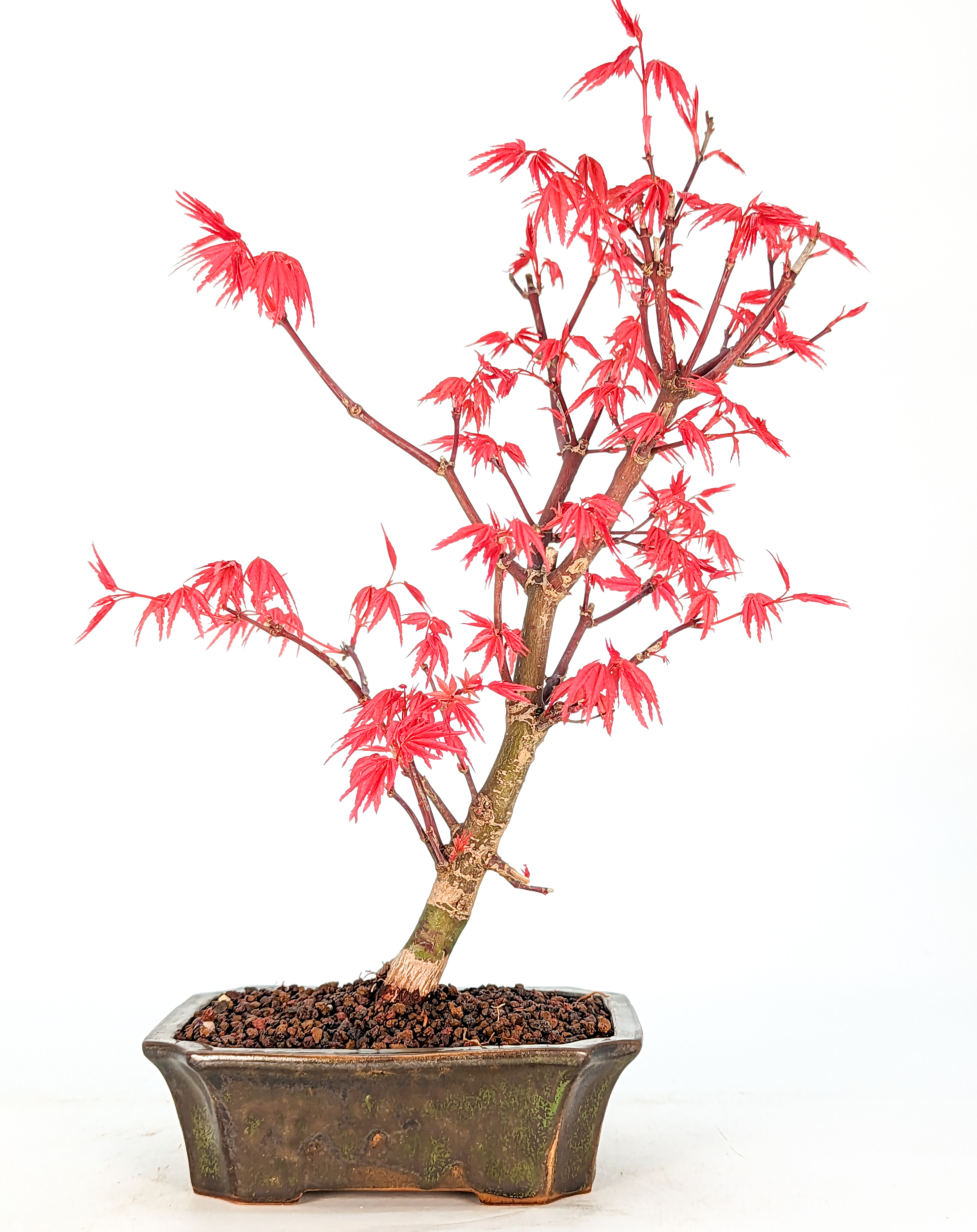 Bonsai Fächerahorn Acer palmatum Deshojo 10 Jahre 22cm