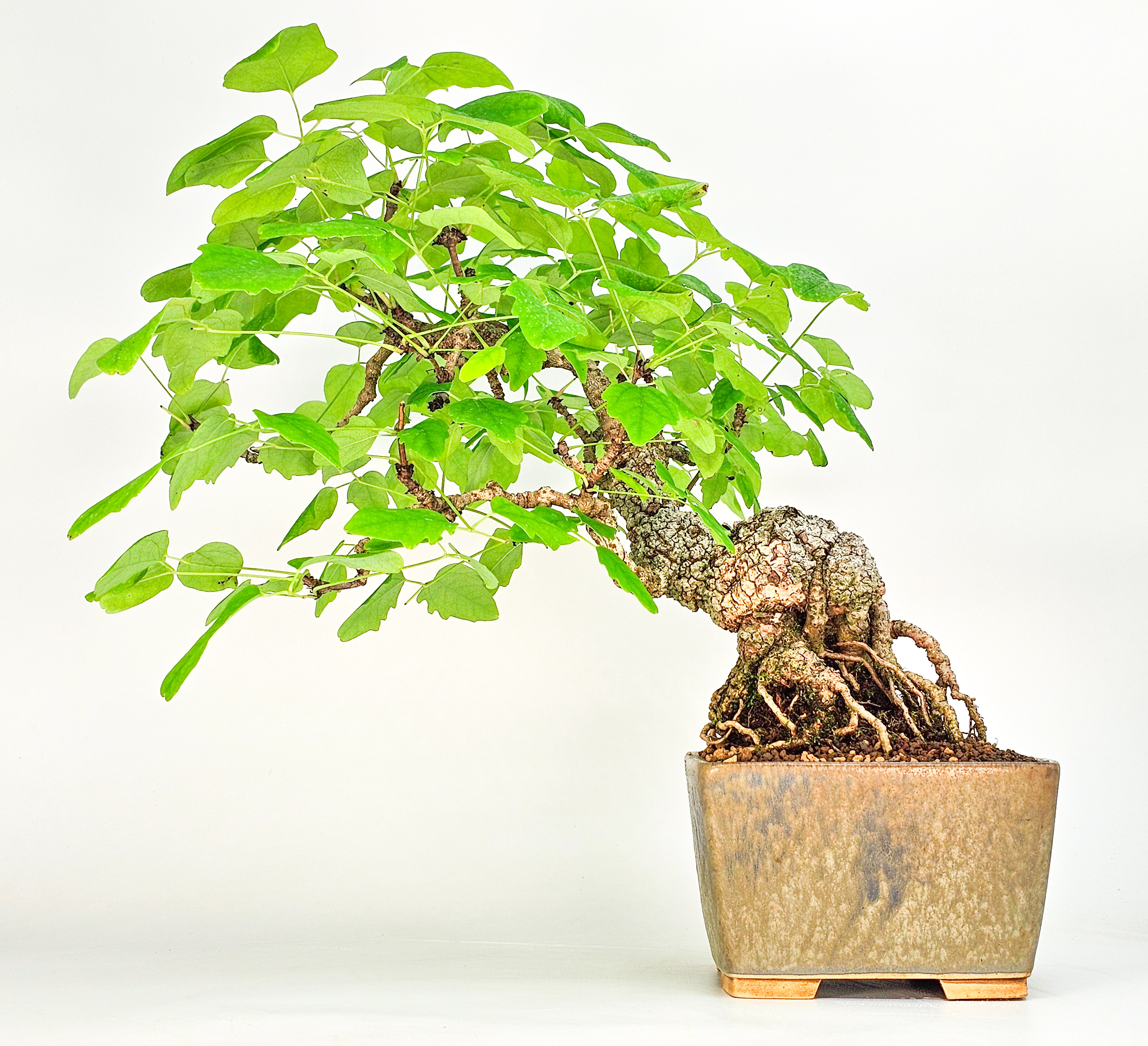 Bonsai Akebia quinata 24cm