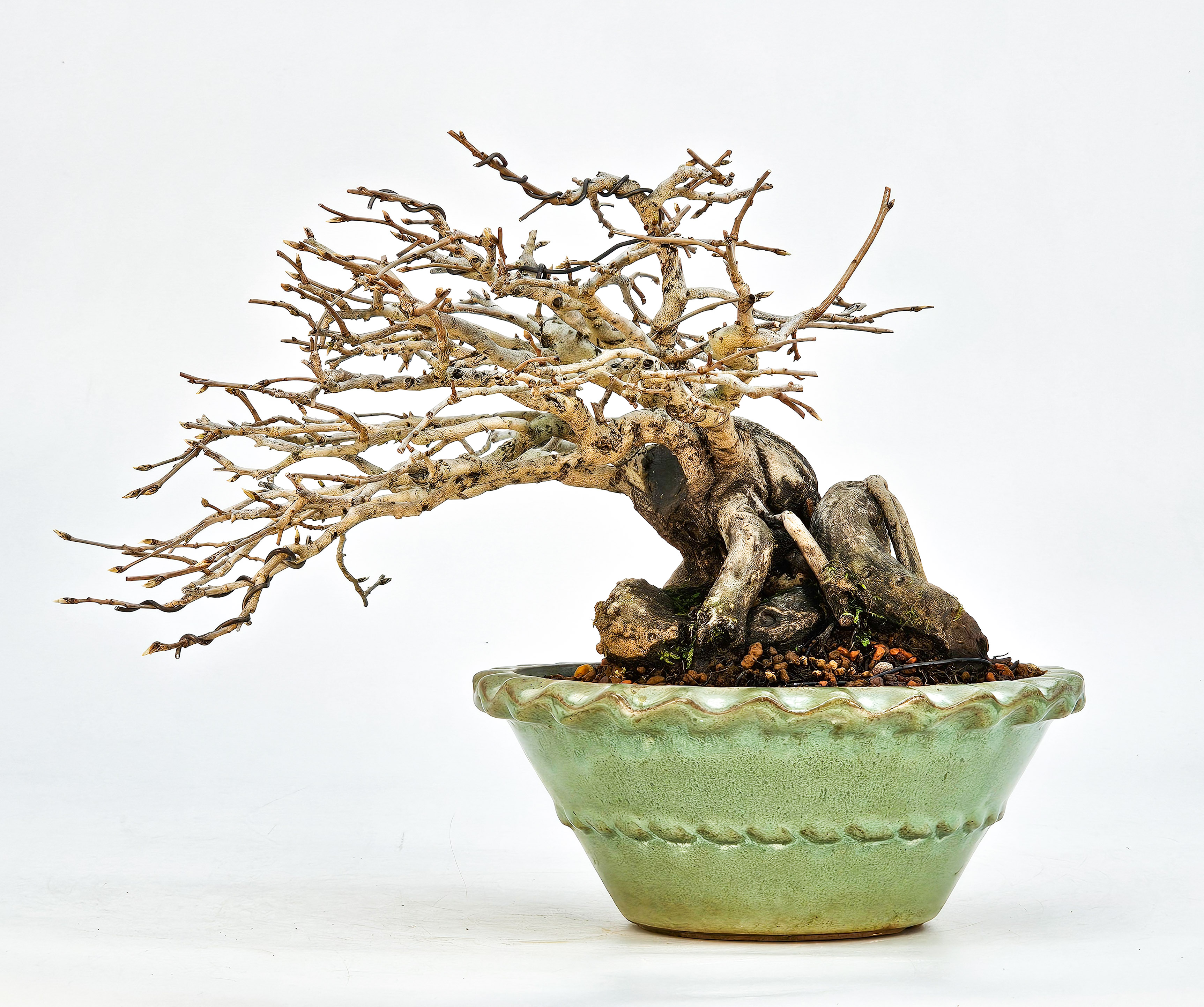 Bonsai Diospyros kaki Kakipflaume Shohin 13,5cm Video!!