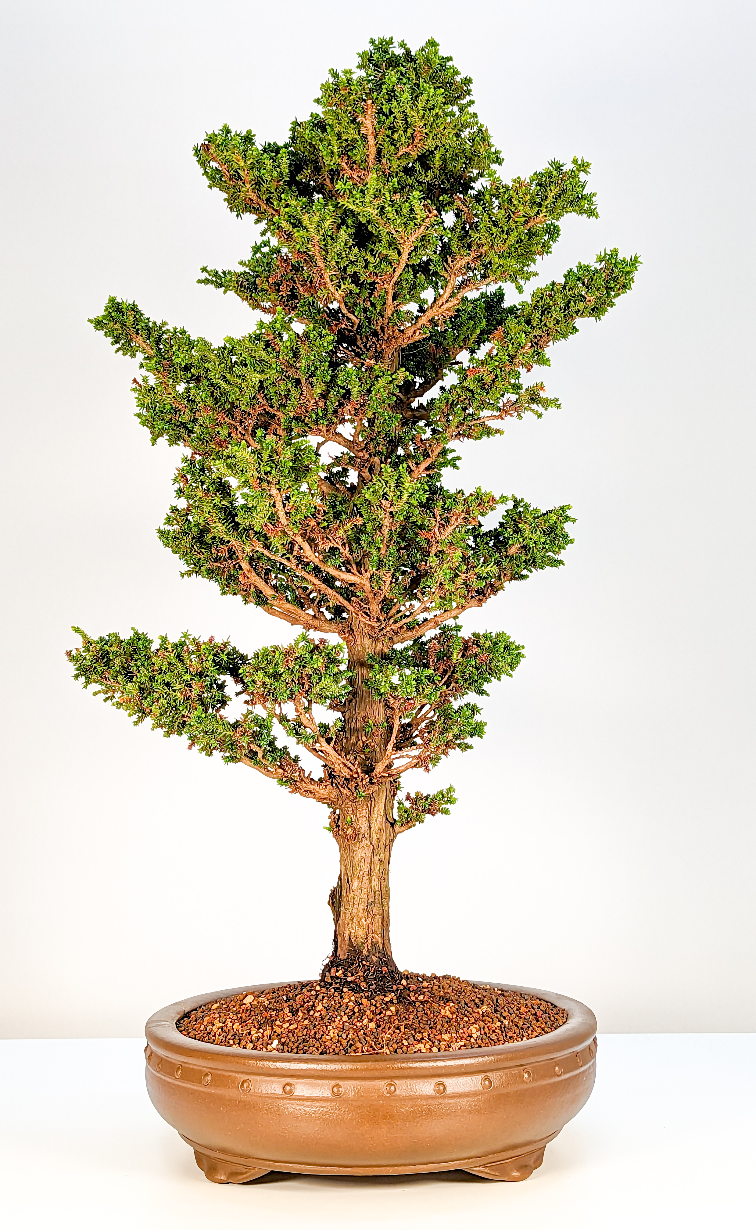 Bonsai Sicheltanne Cryptomeria Japonica 60cm