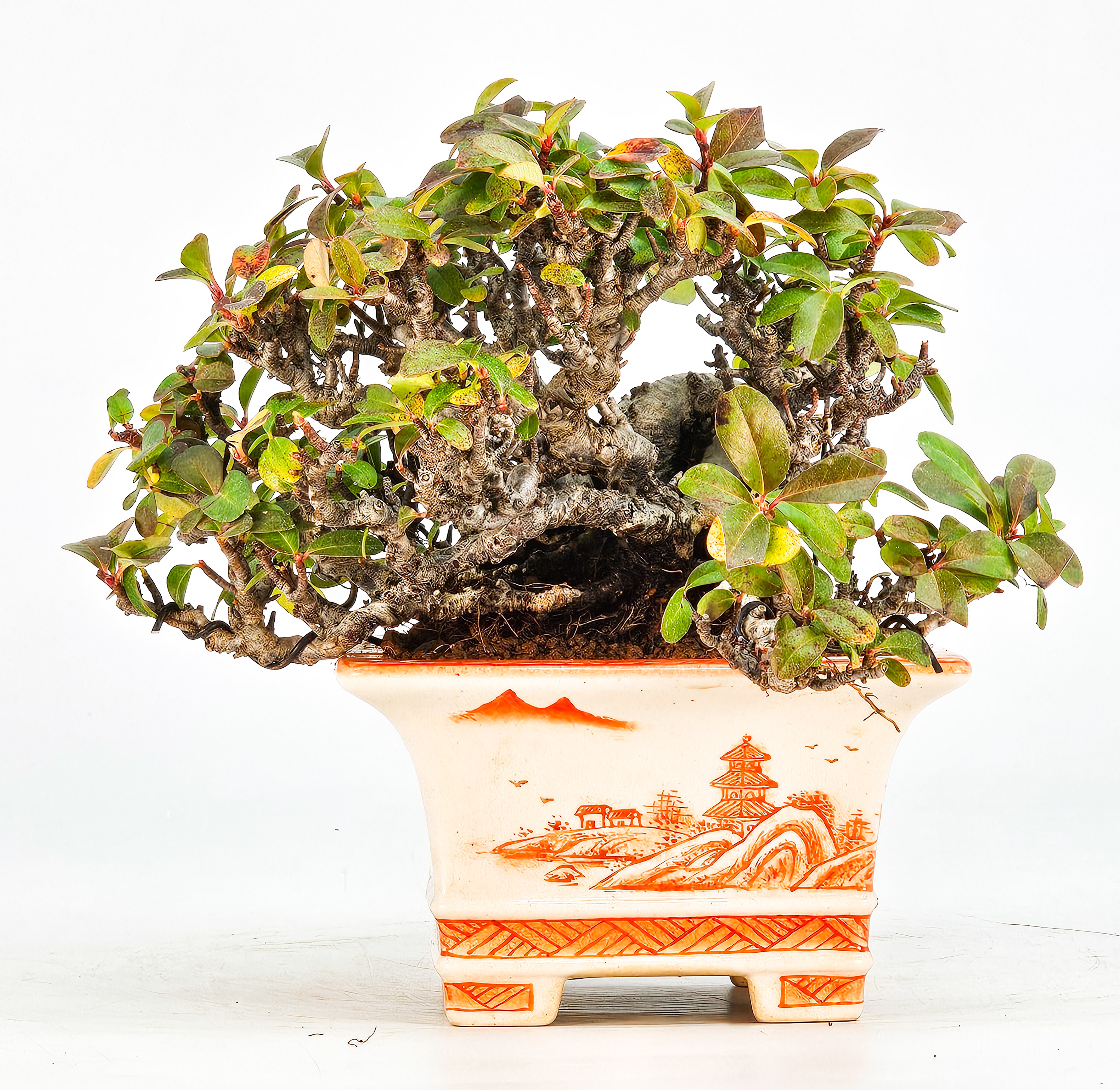 Bonsai Pyracantha - Feuerdorn Shohin 10cm  Video!!