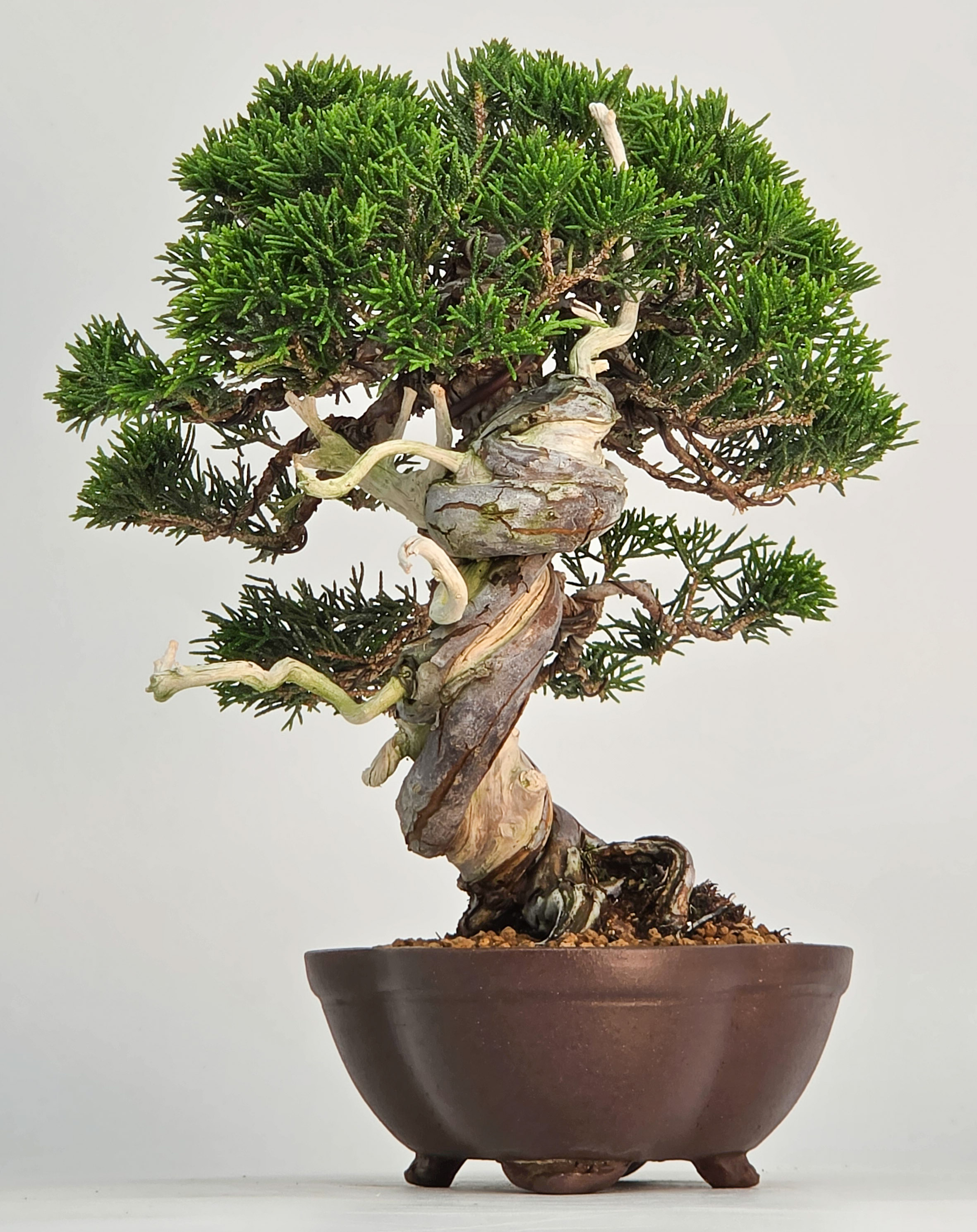 Bonsai Wacholder - Juniperus chinensis Shohin 21cm