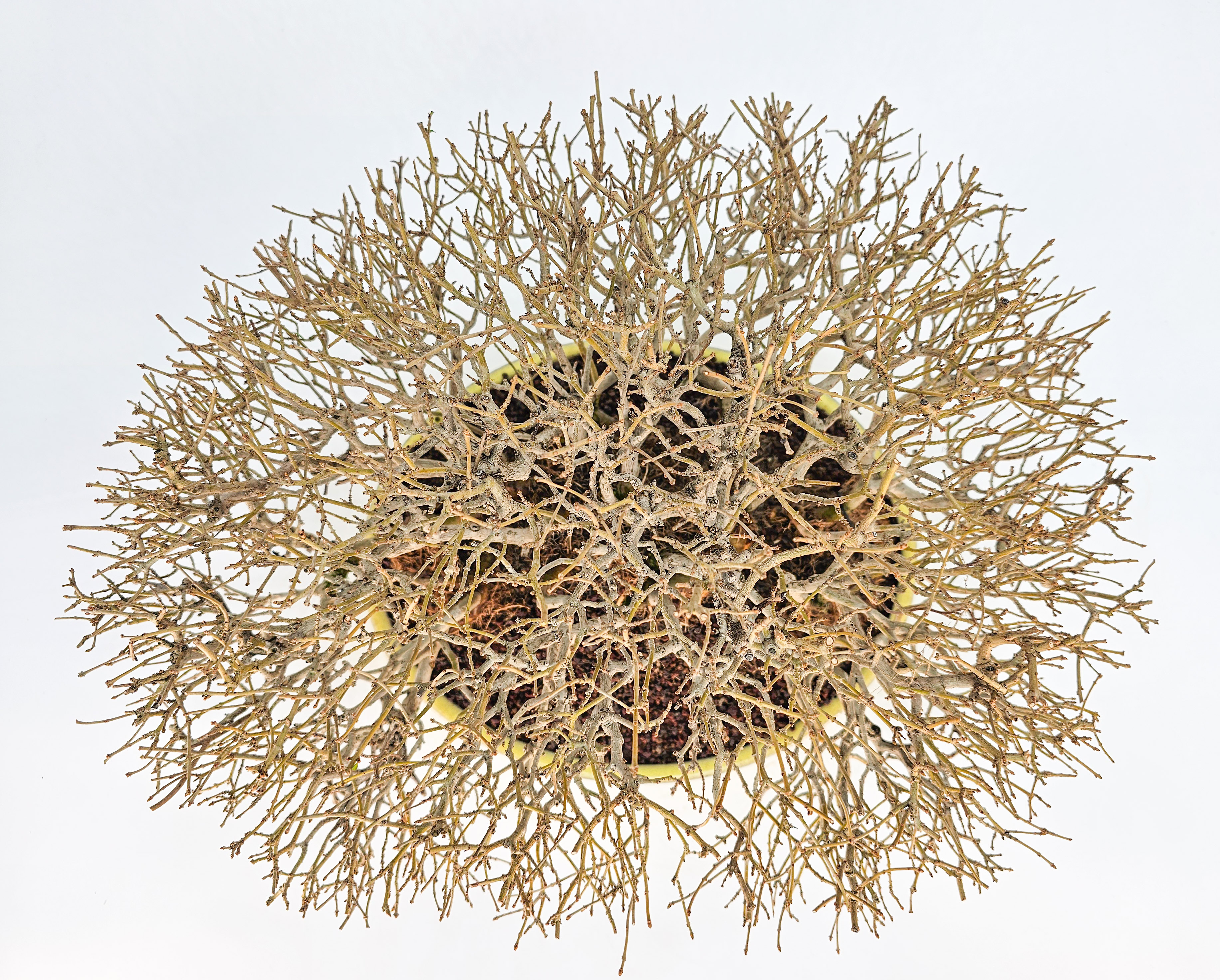 Bonsai Premium Zürgelbaum - Celtis sinensis Shohin 18cm