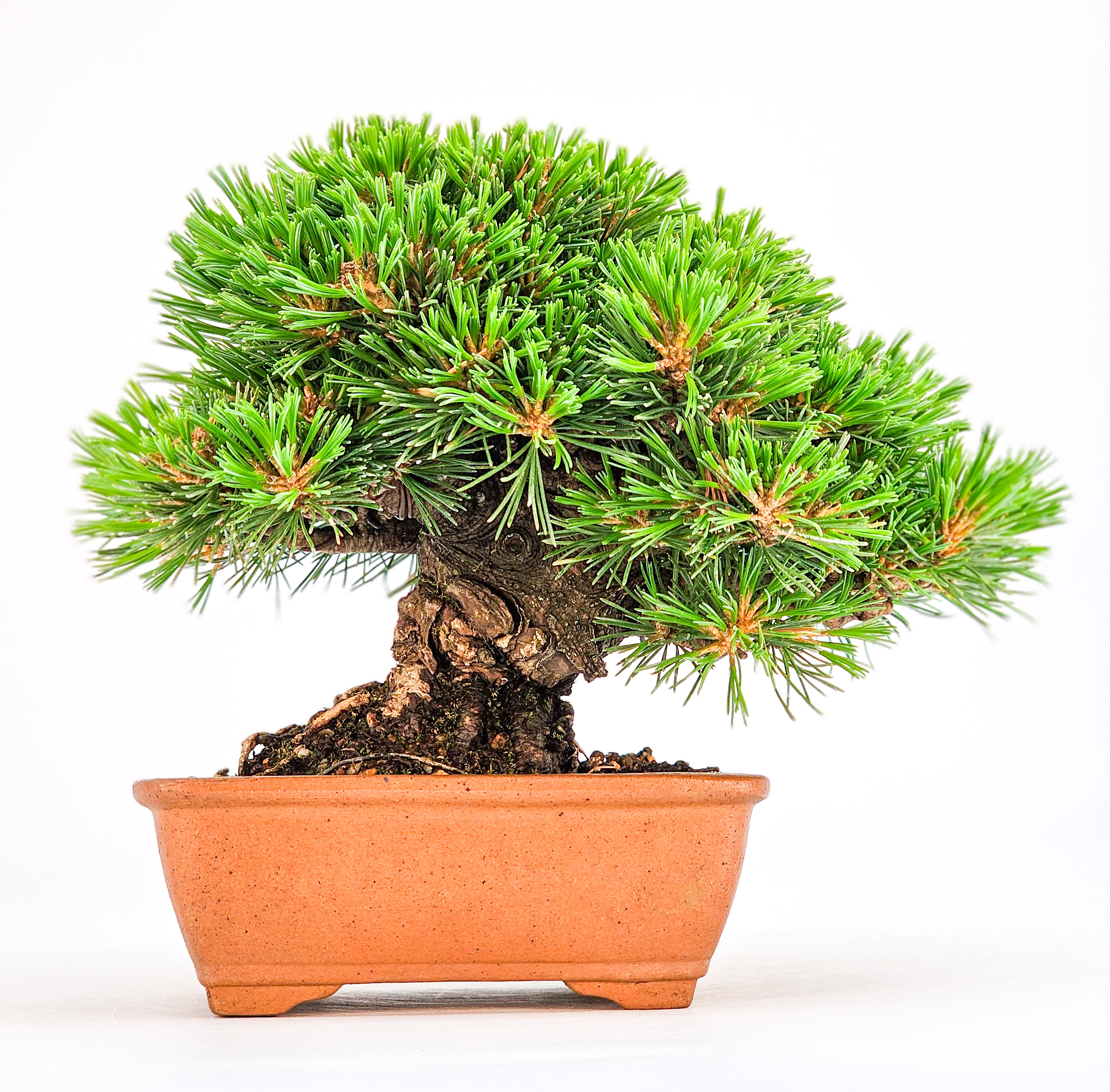 Bonsai Pinus parviflora - Mädchenkiefer 13cm