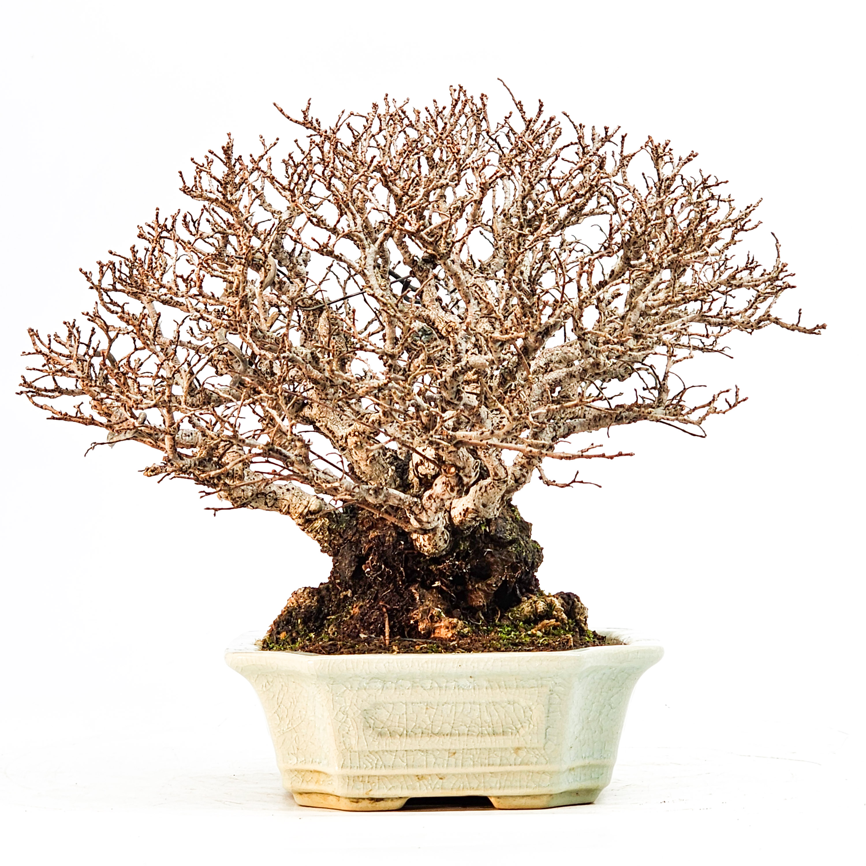 Bonsai Japanische Ulme - Ulmus parvifolia Shohin 17cm Bonsai Japanische Ulme - Ulmus parvifolia Shohin 17cm