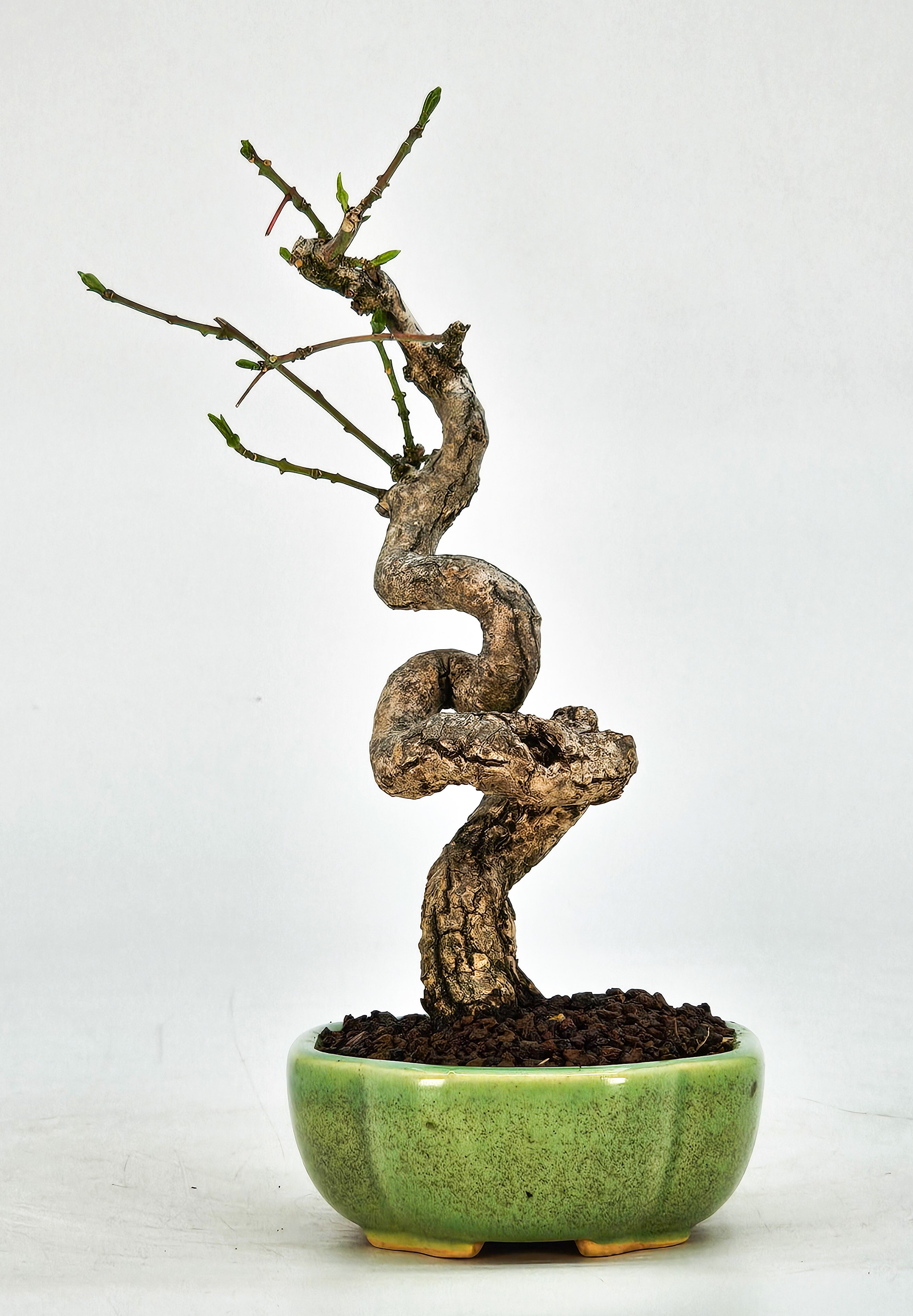 Bonsai Pfaffenhütchen - Euonymus Shohin 15cm