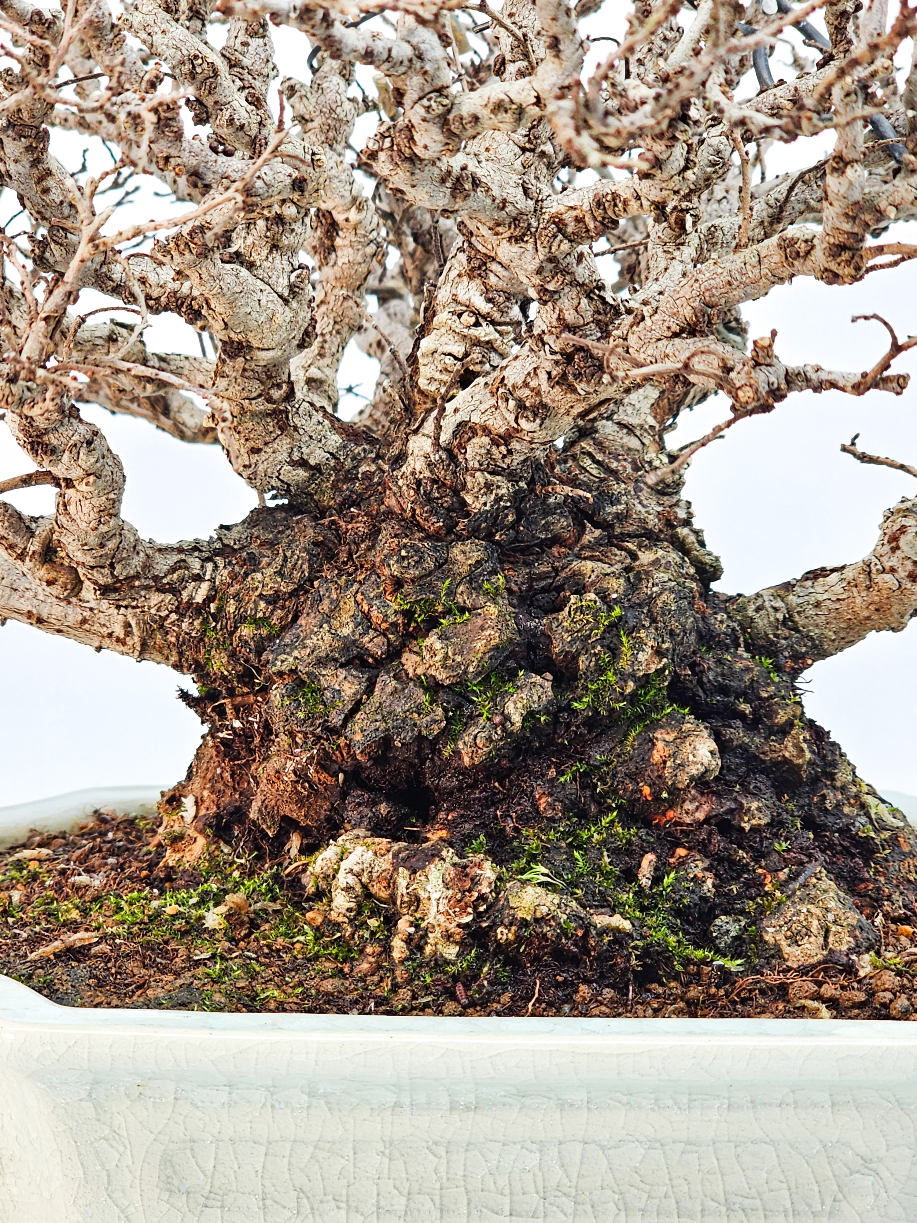 Bonsai Japanische Ulme - Ulmus parvifolia Shohin 17cm Bonsai Japanische Ulme - Ulmus parvifolia Shohin 17cm