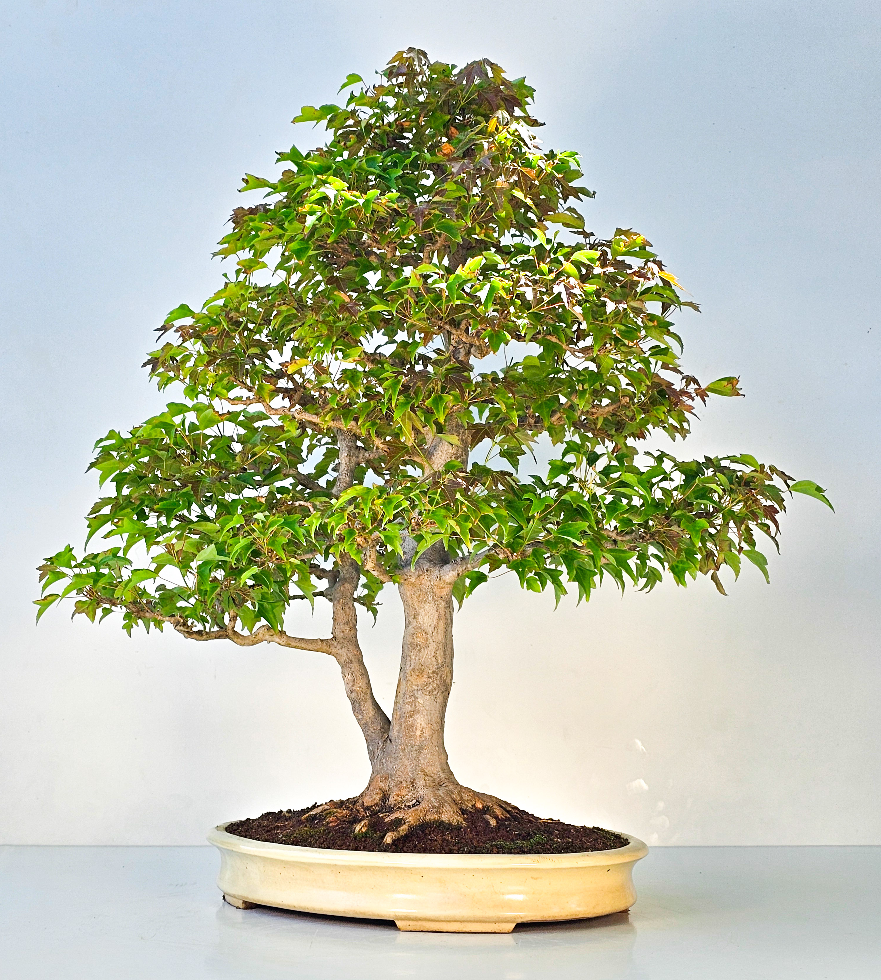 Bonsai Dreispitzahorn - Acer buergerianum 62cm