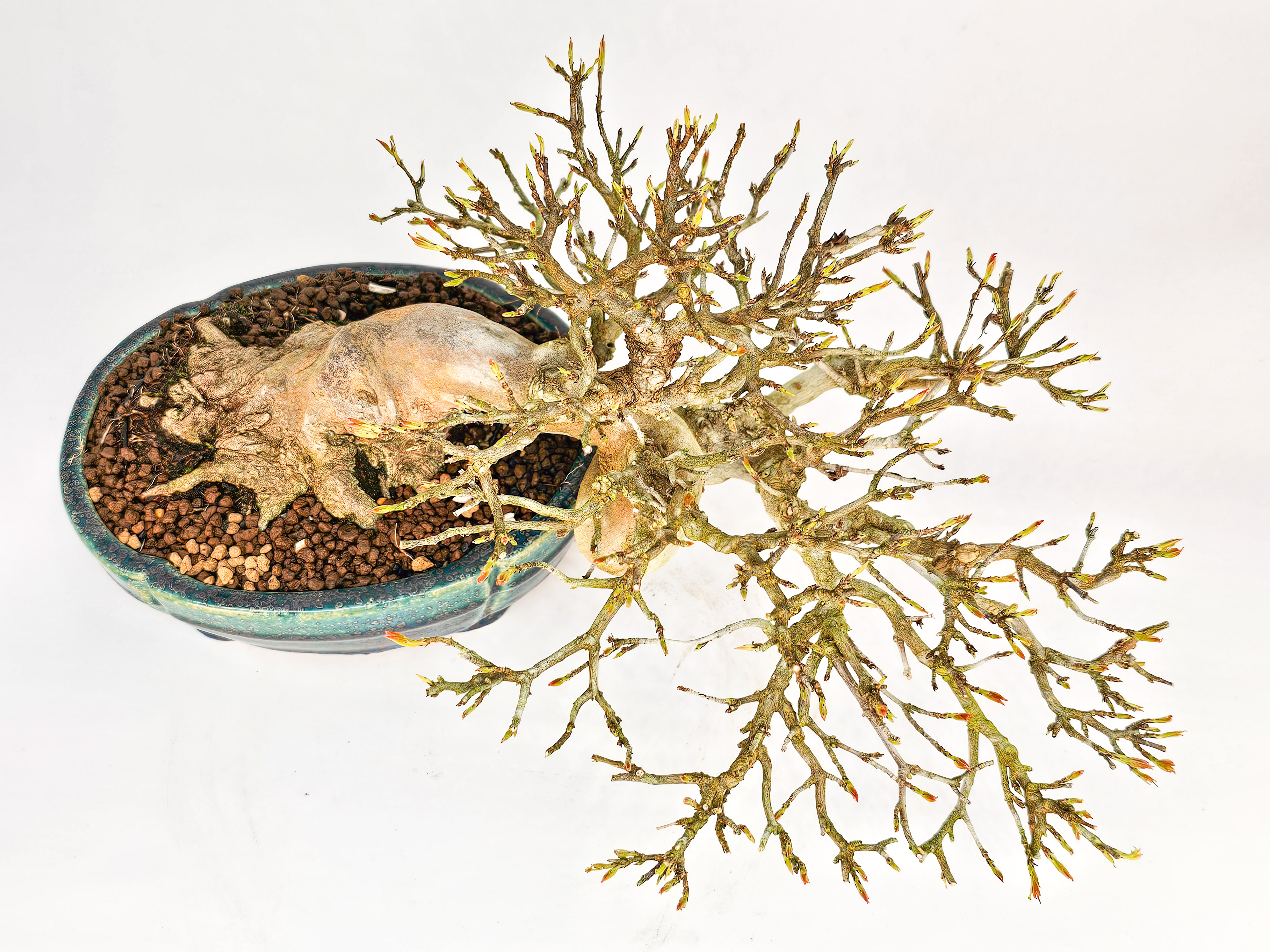 Bonsai Dreispitzahorn - Acer buergerianum 14cm Video!!