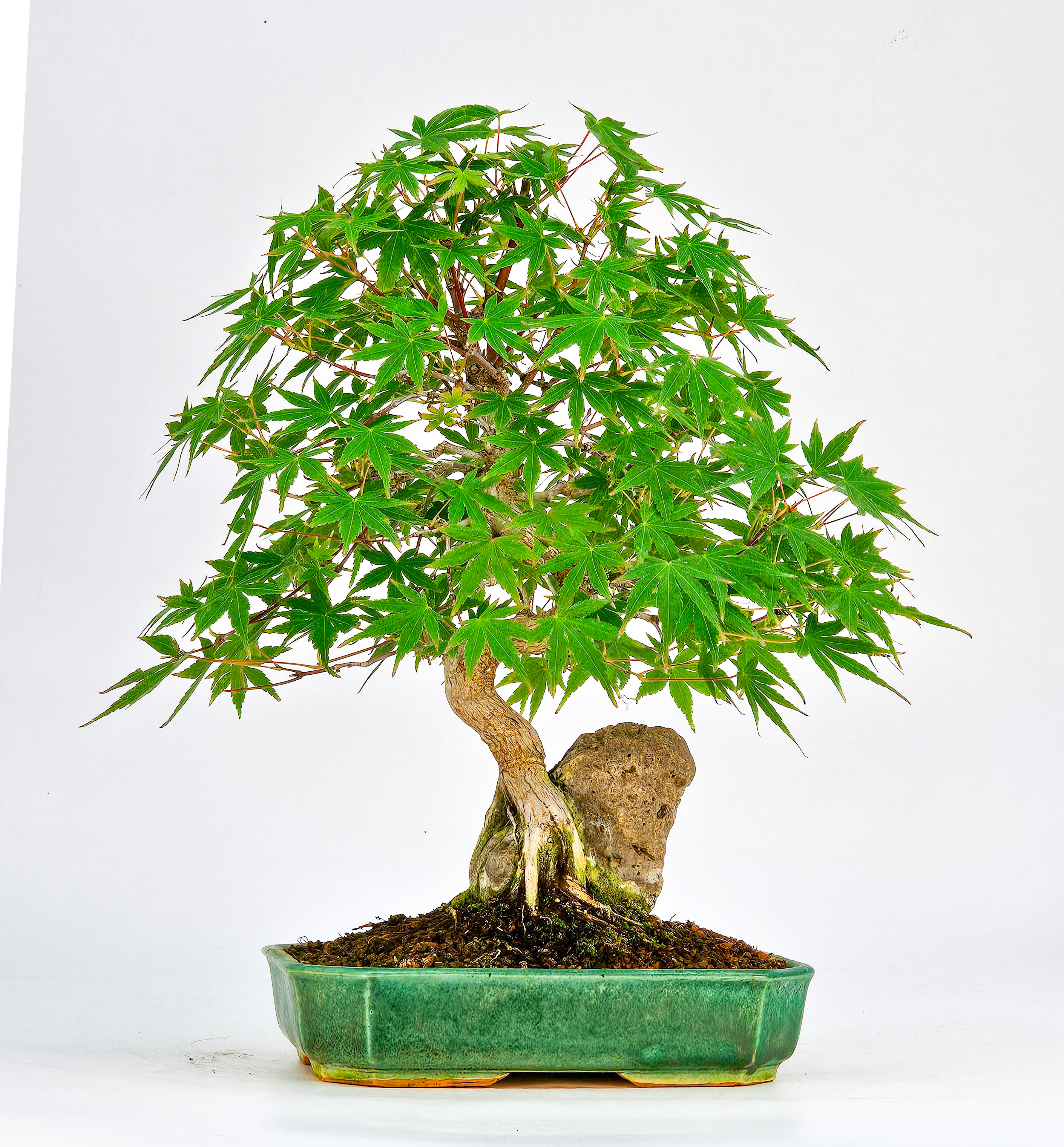 Bonsai Fächerahorn - Acer palmatum 27cm   