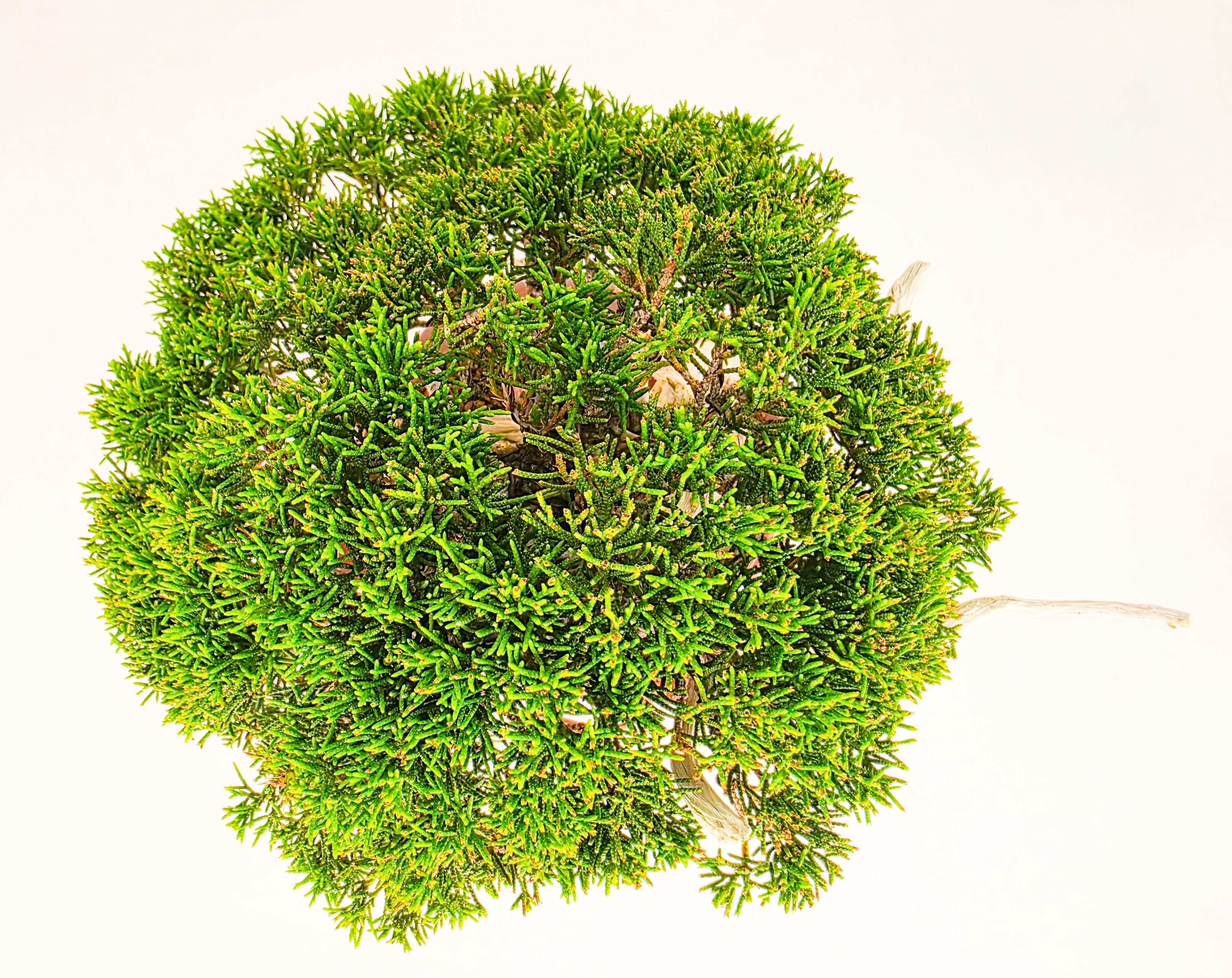 Bonsai Premium Wacholder - Juniperus chinensis 23cm Video!!