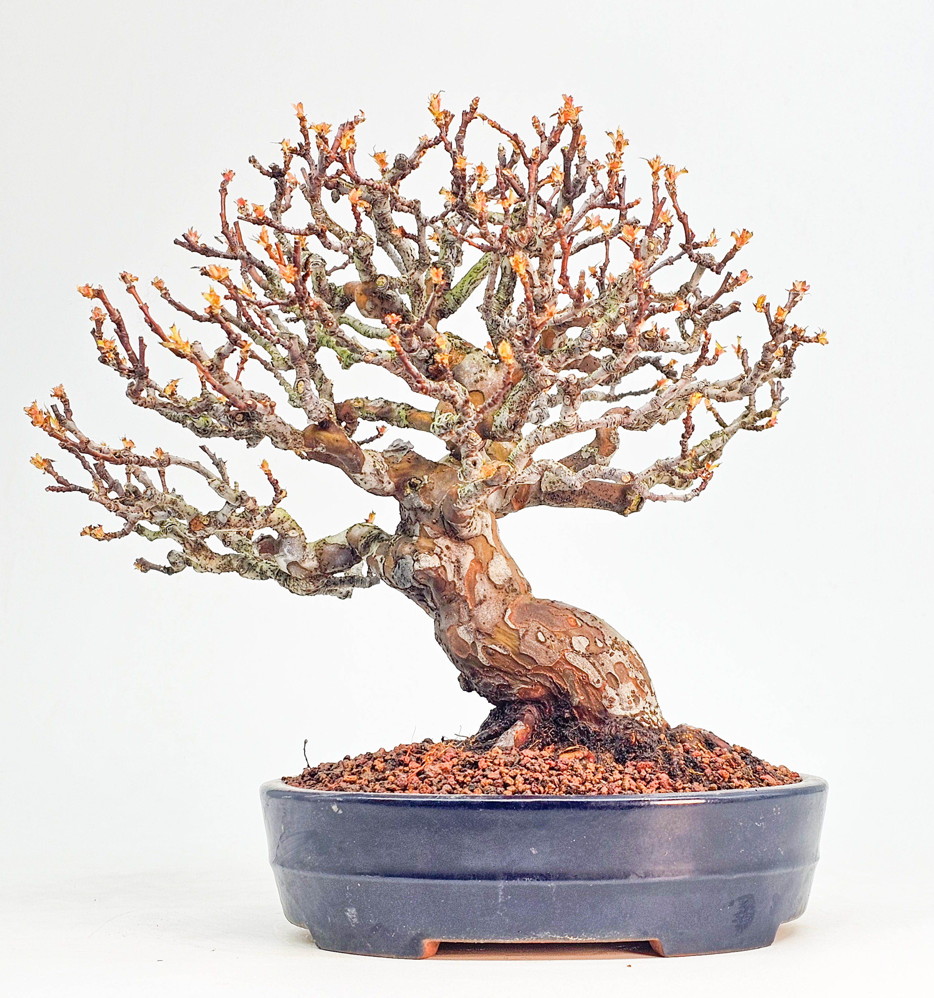 Bonsai Premium Quitte - Pseudocydonia sinensis Shohin 22cm 