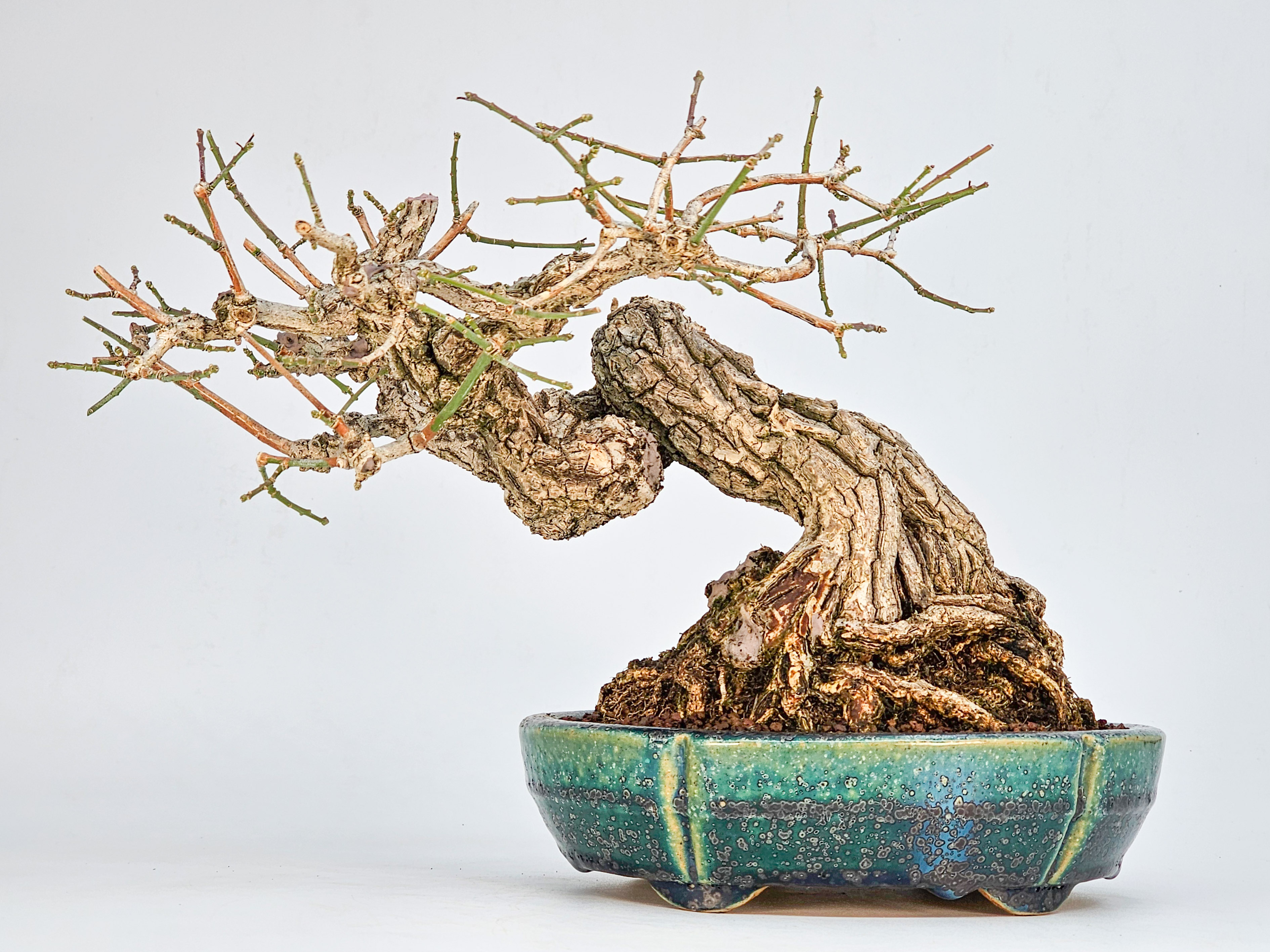 Bonsai  Premium Pfaffenhütchen - Euonymus Shohin 19cm