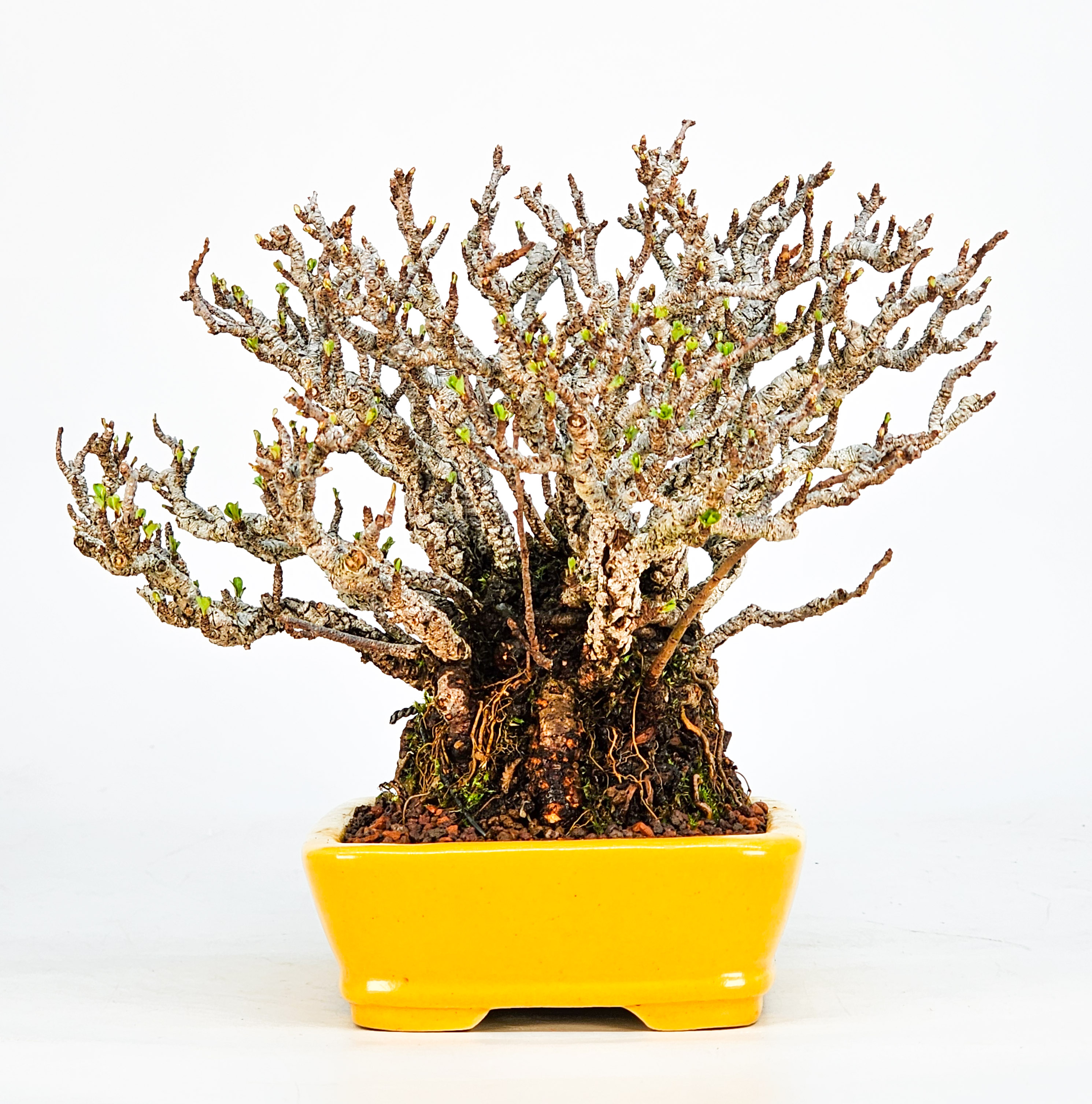 Bonsai Zierquitte - Chaenomeles - Chojubai Shohin 14cm Video!!