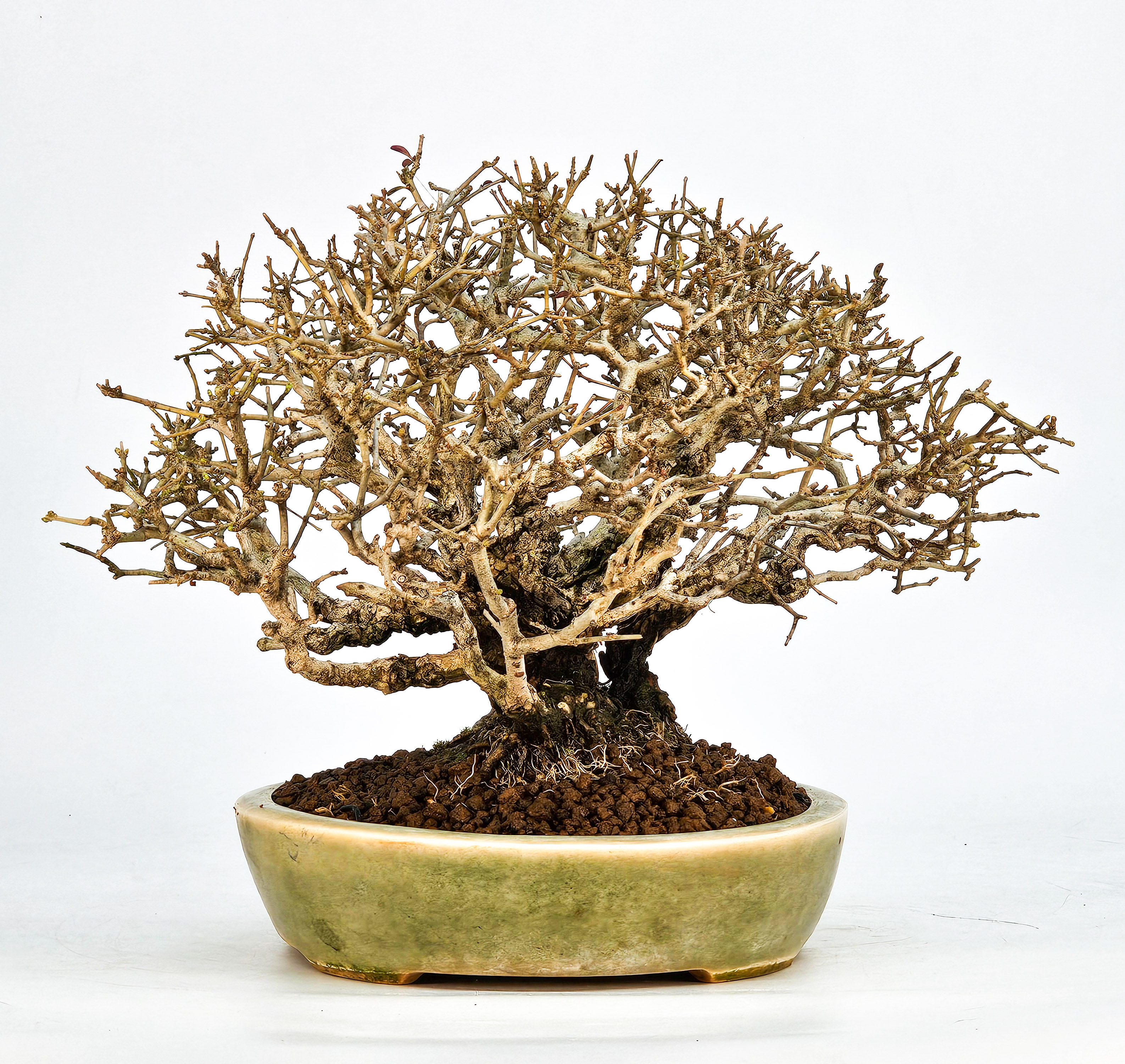 Bonsai Shohin Ligustrum 18cm Video!!