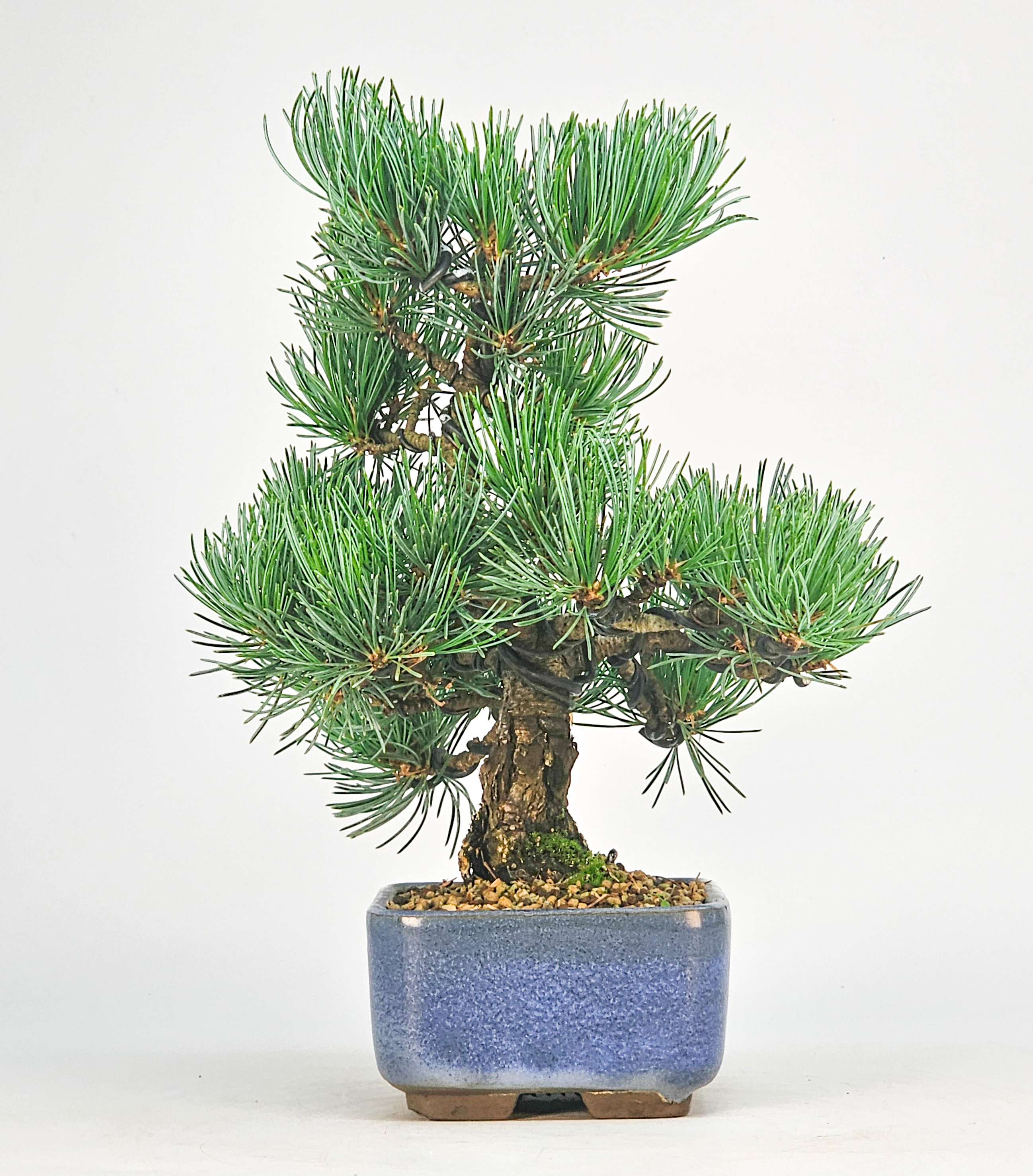 Bonsai Pinus parviflora - Mädchenkiefer Shohin 20,5cm