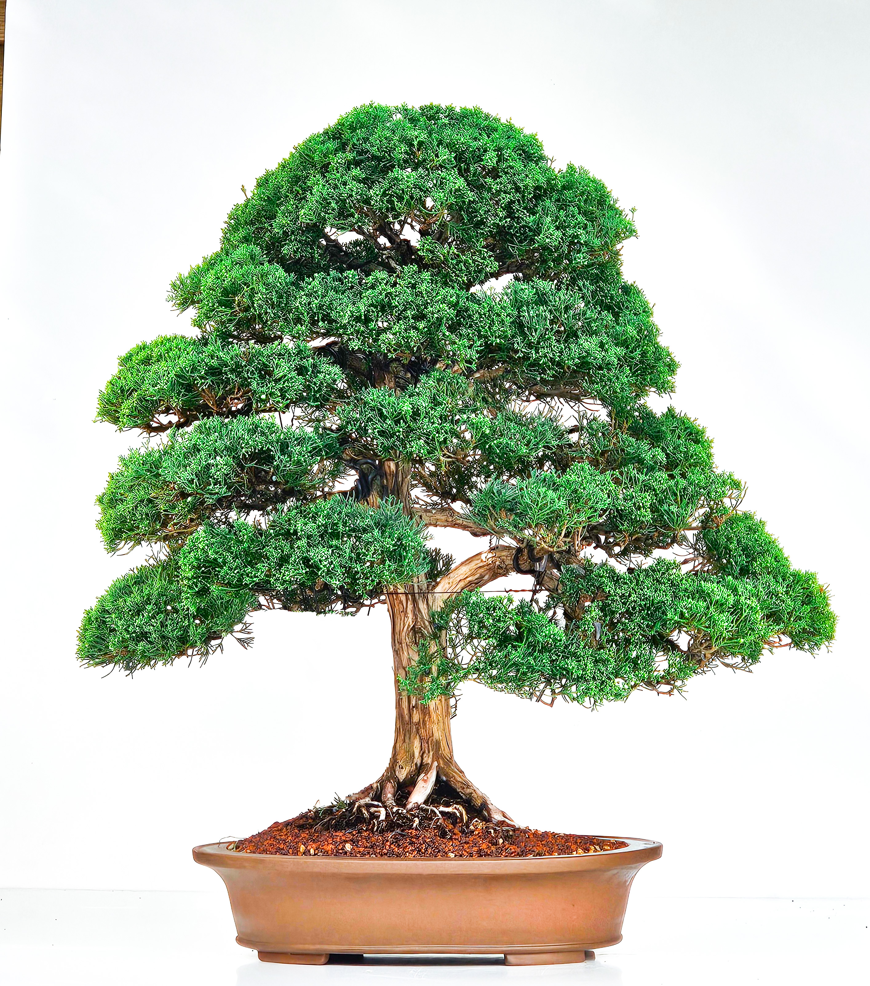 Bonsai Wacholder Juniperus chinensis 63cm