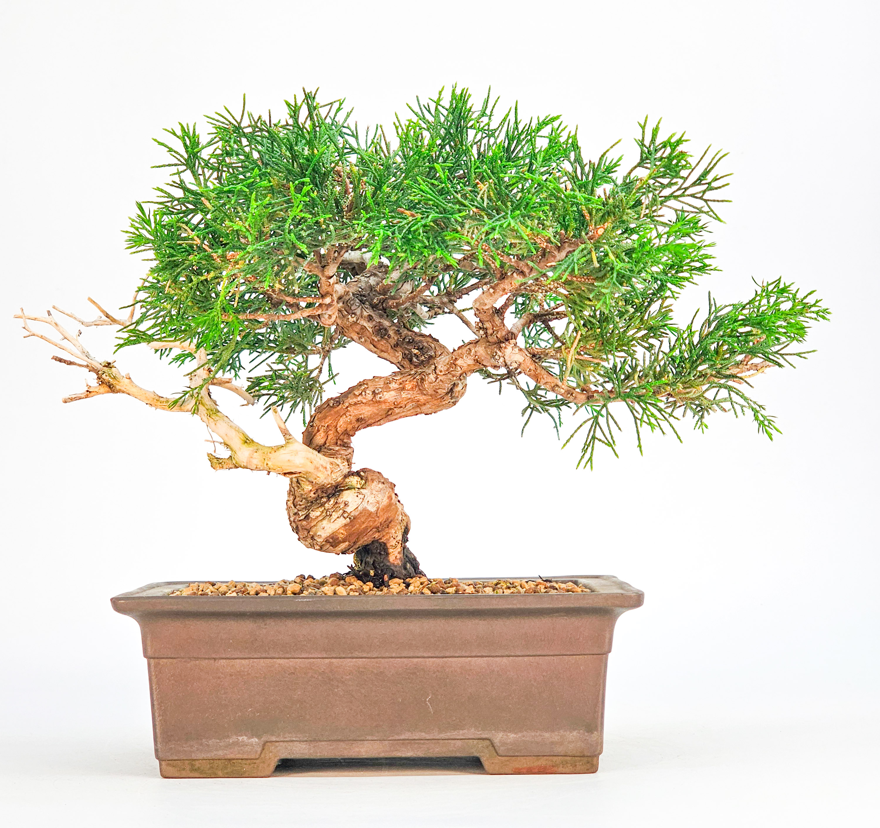 Bonsai Wacholder Juniperus chinensis Shohin 17cm 
