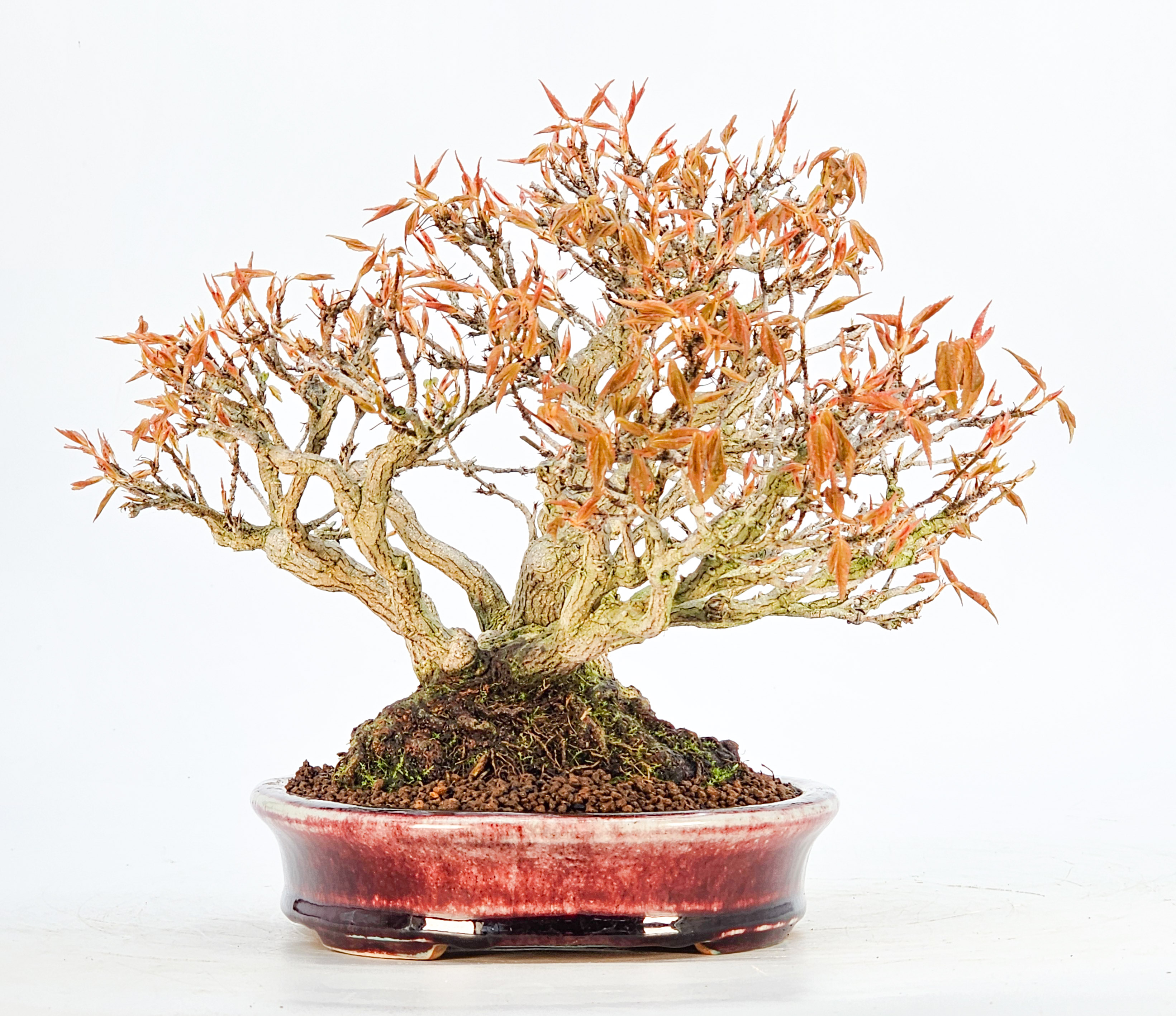 Bonsai Premium Dreispitzahorn - Acer buergerianum Shohin 19cm - Video Bonsai Premium Dreispitzahorn - Acer buergerianum Shohin 19cm - Video