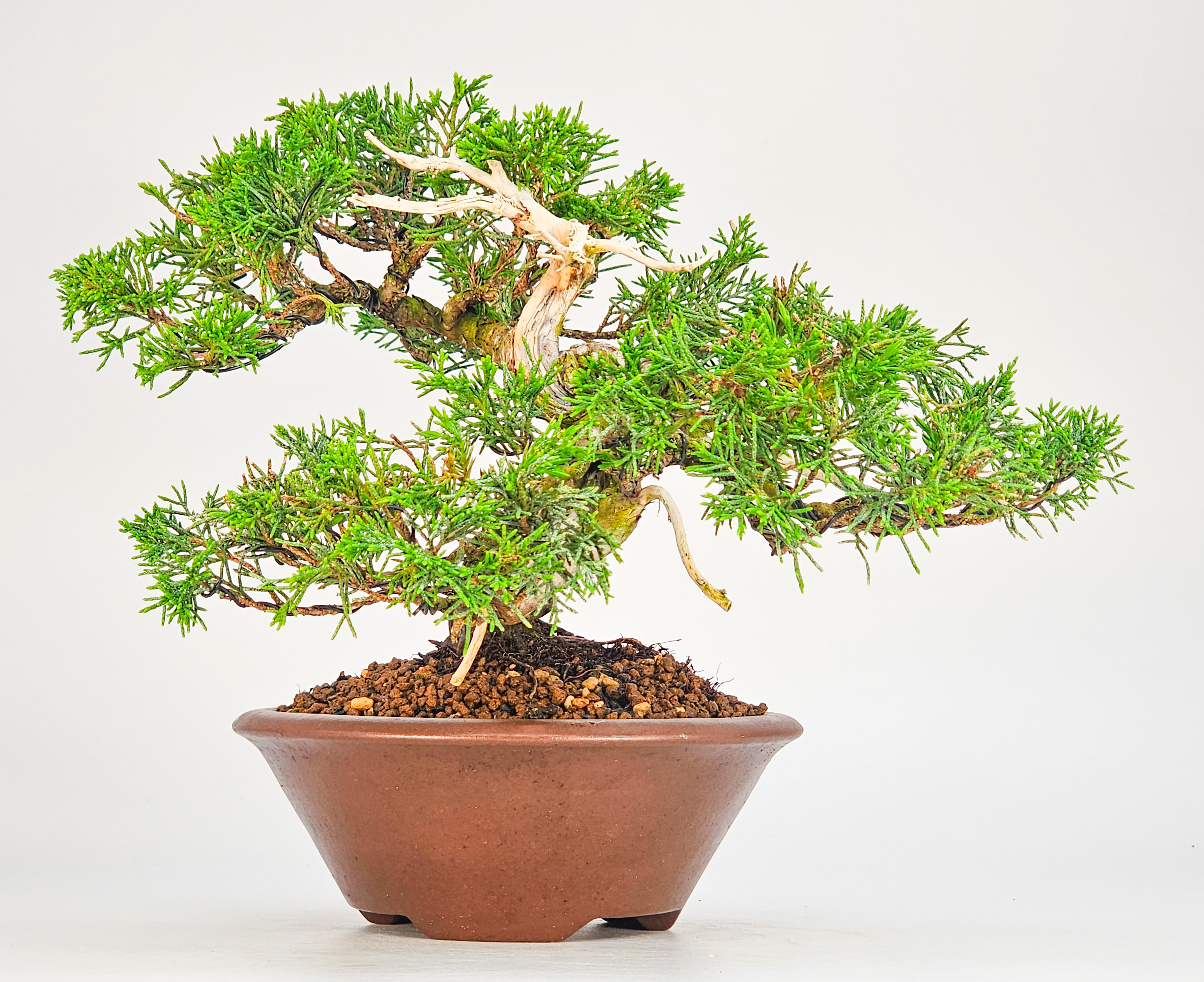 Bonsai Wacholder -Juniperus chinensis Shohin 17cm