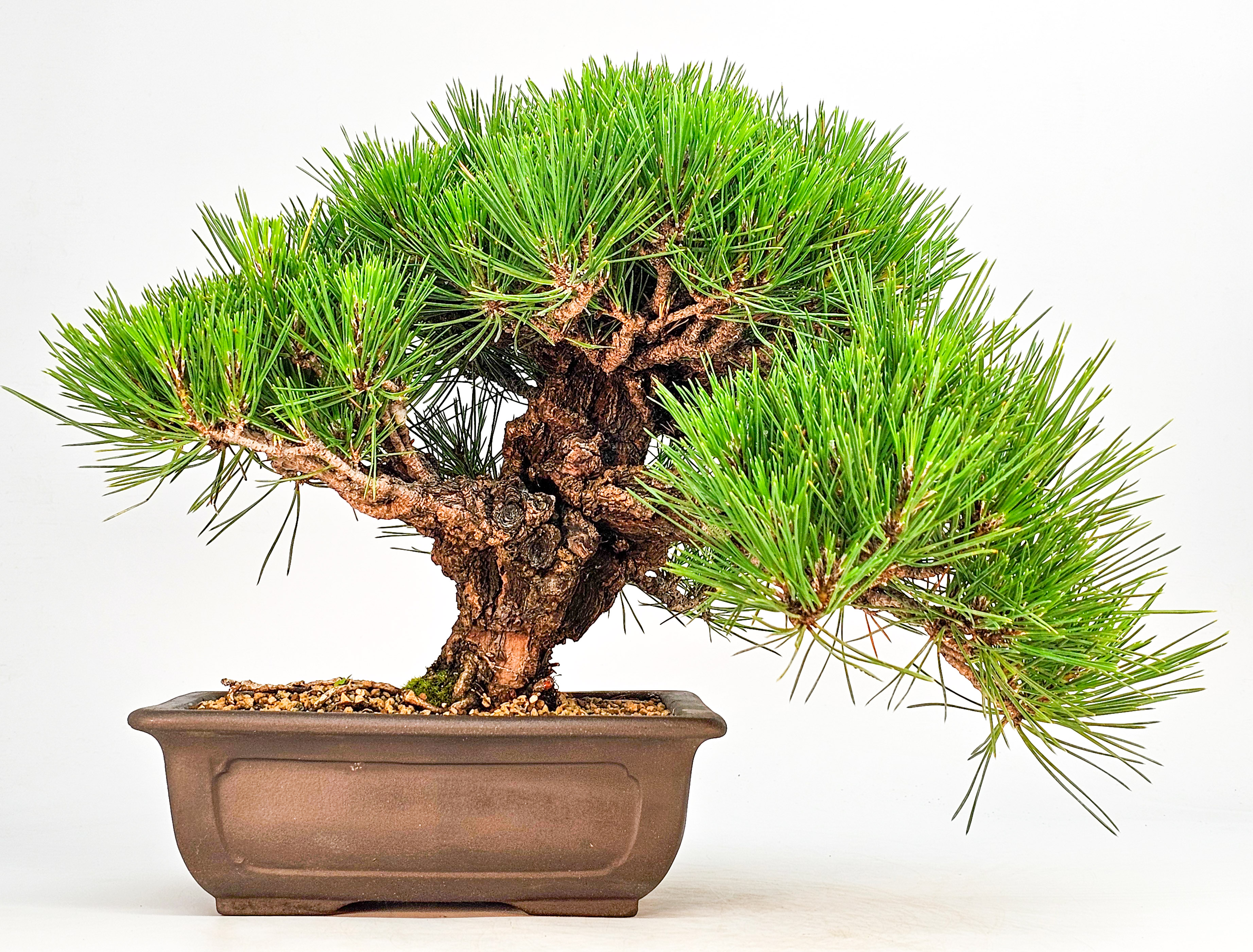Bonsai Schwarzkiefer - Pinus thunbergii 26cm