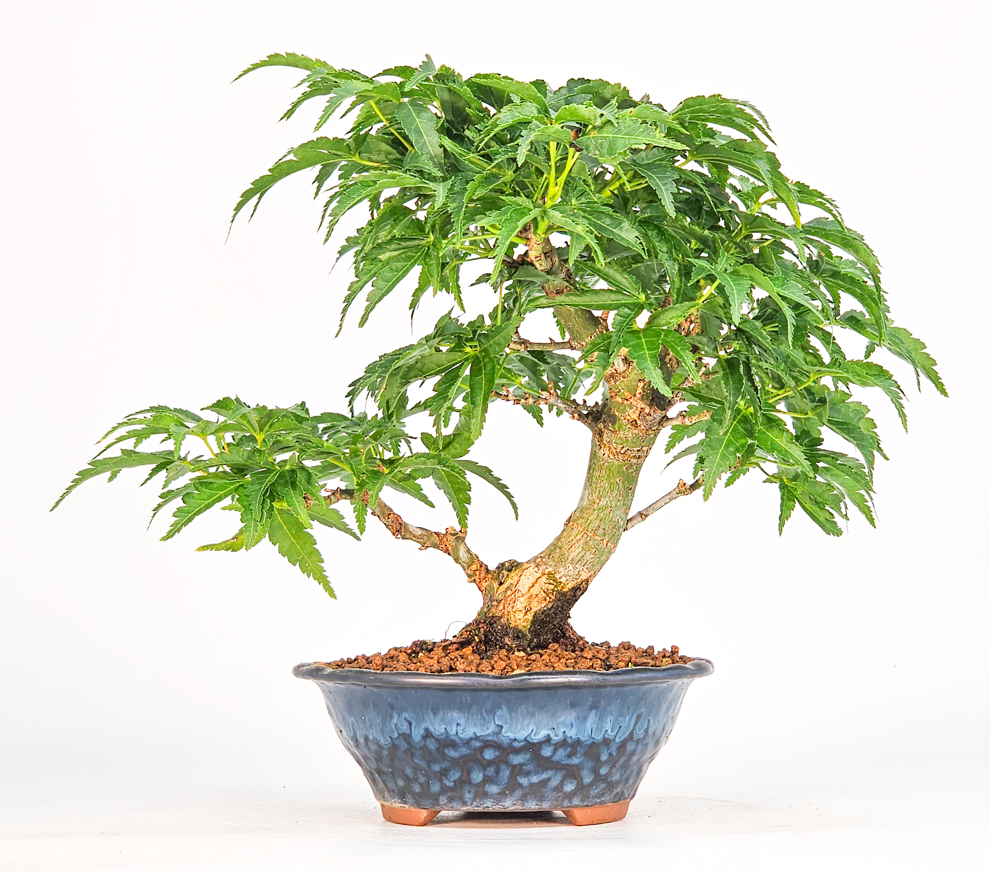 Bonsai Löwenkopfahorn- Acer palmatum Shishigashira Shohin 13cm