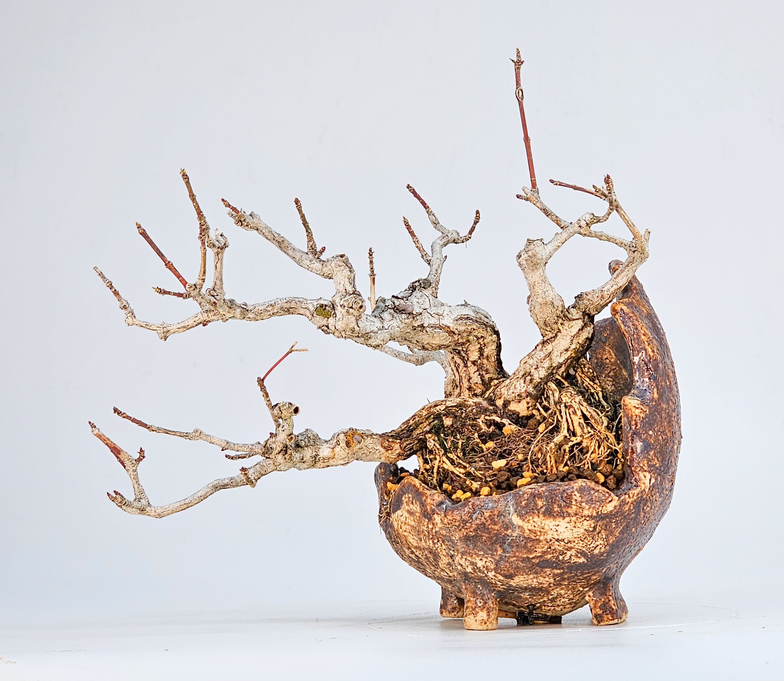 Bonsai Pfaffenhütchen - Euonymus Shohin 14cm