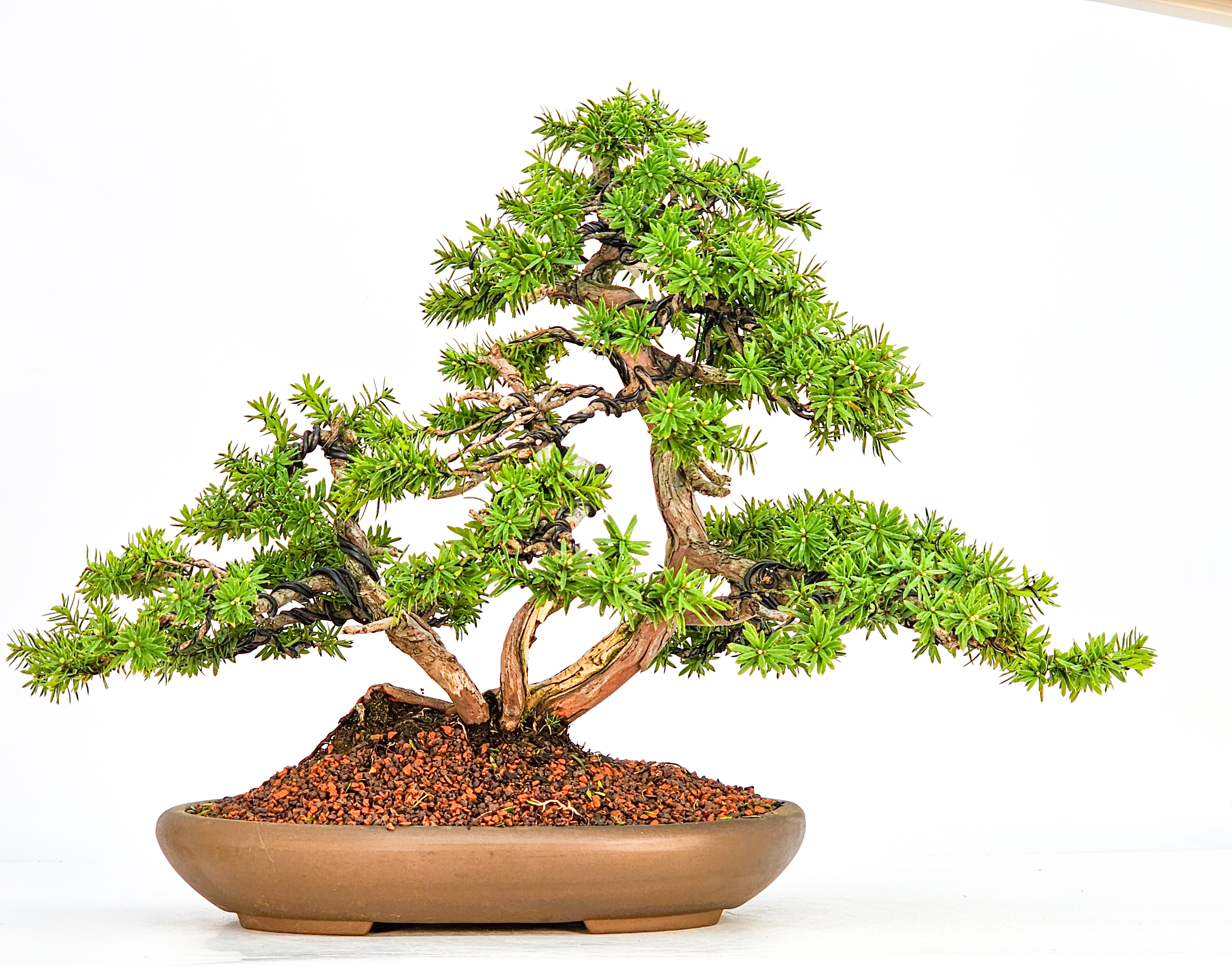 Bonsai Eibe Taxus 32cm