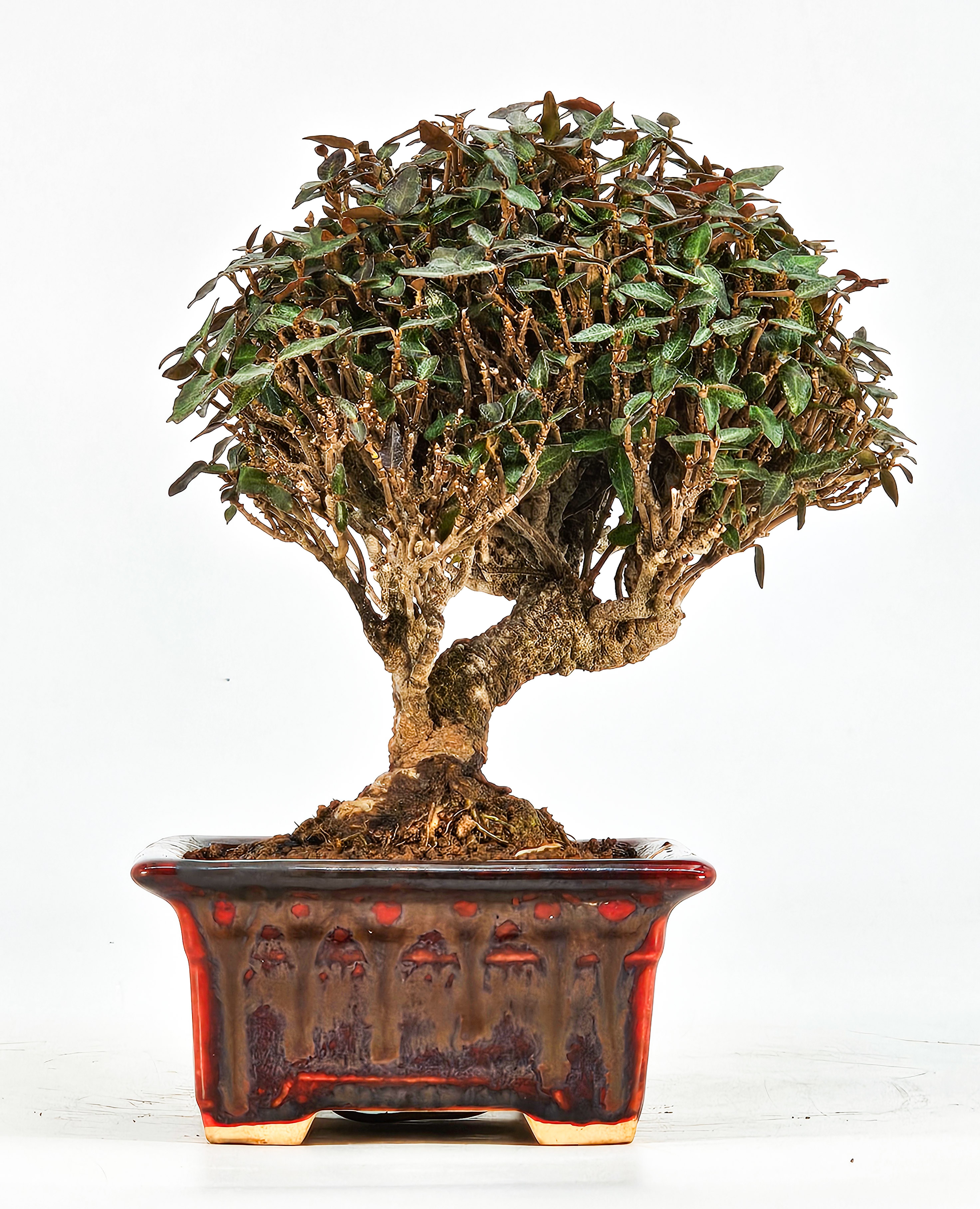 Bonsai Sternjasmin - Trachelospermum jasminoides Shohin 12cm