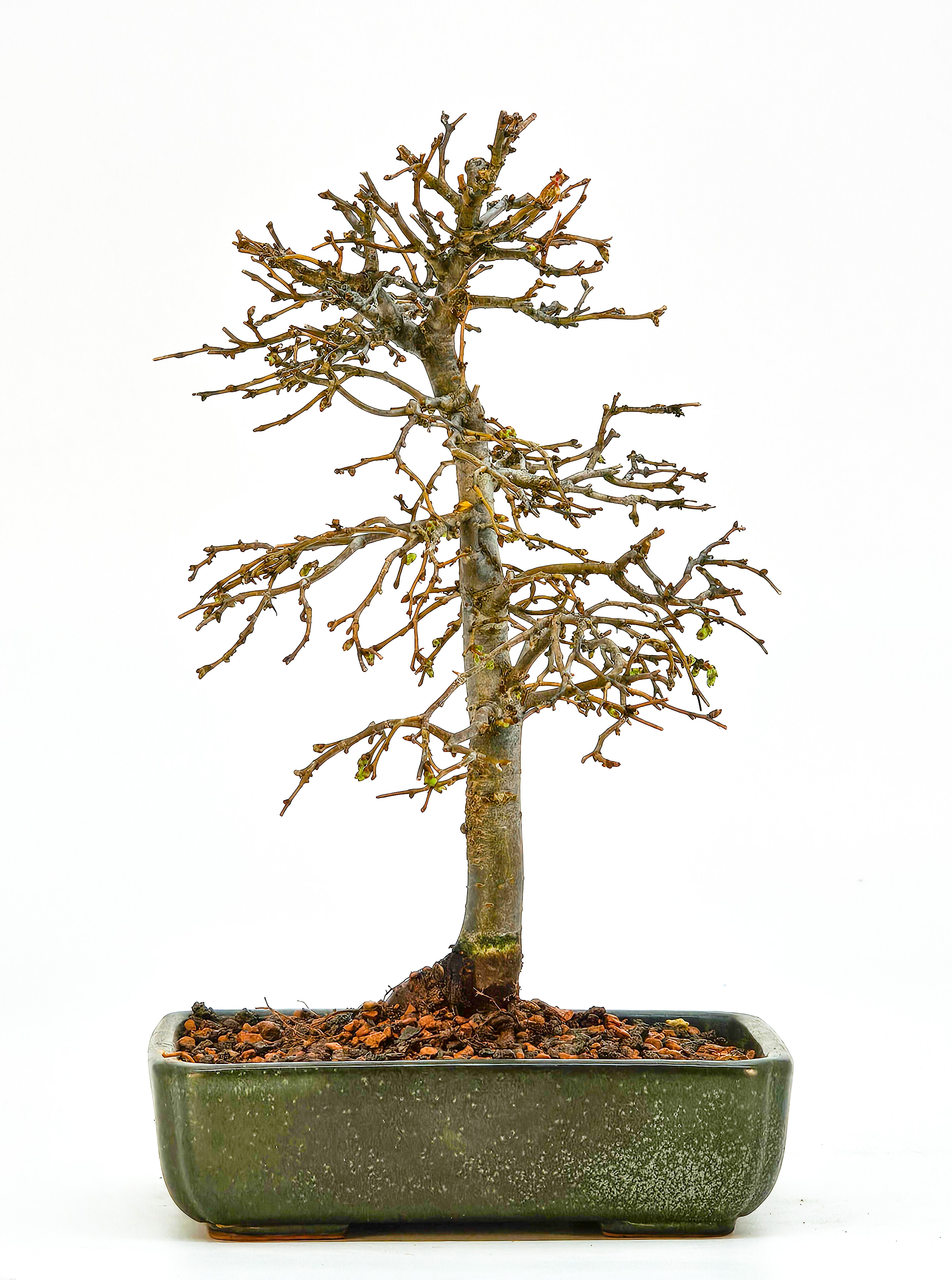 Bonsai Zelkova serrata Shohin 17cm 