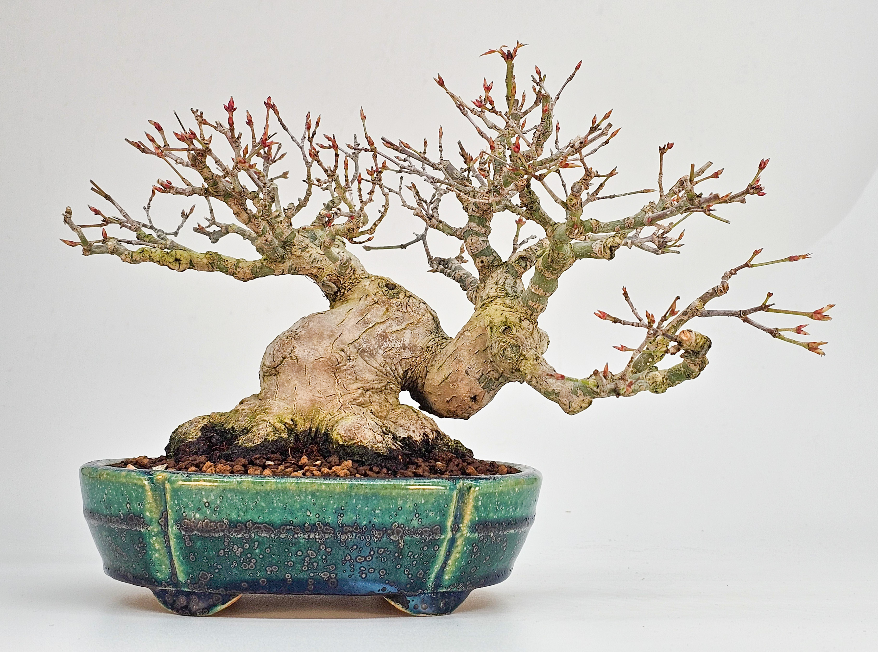 Bonsai Fächerahorn - Acer palmatum Shohin 16cm