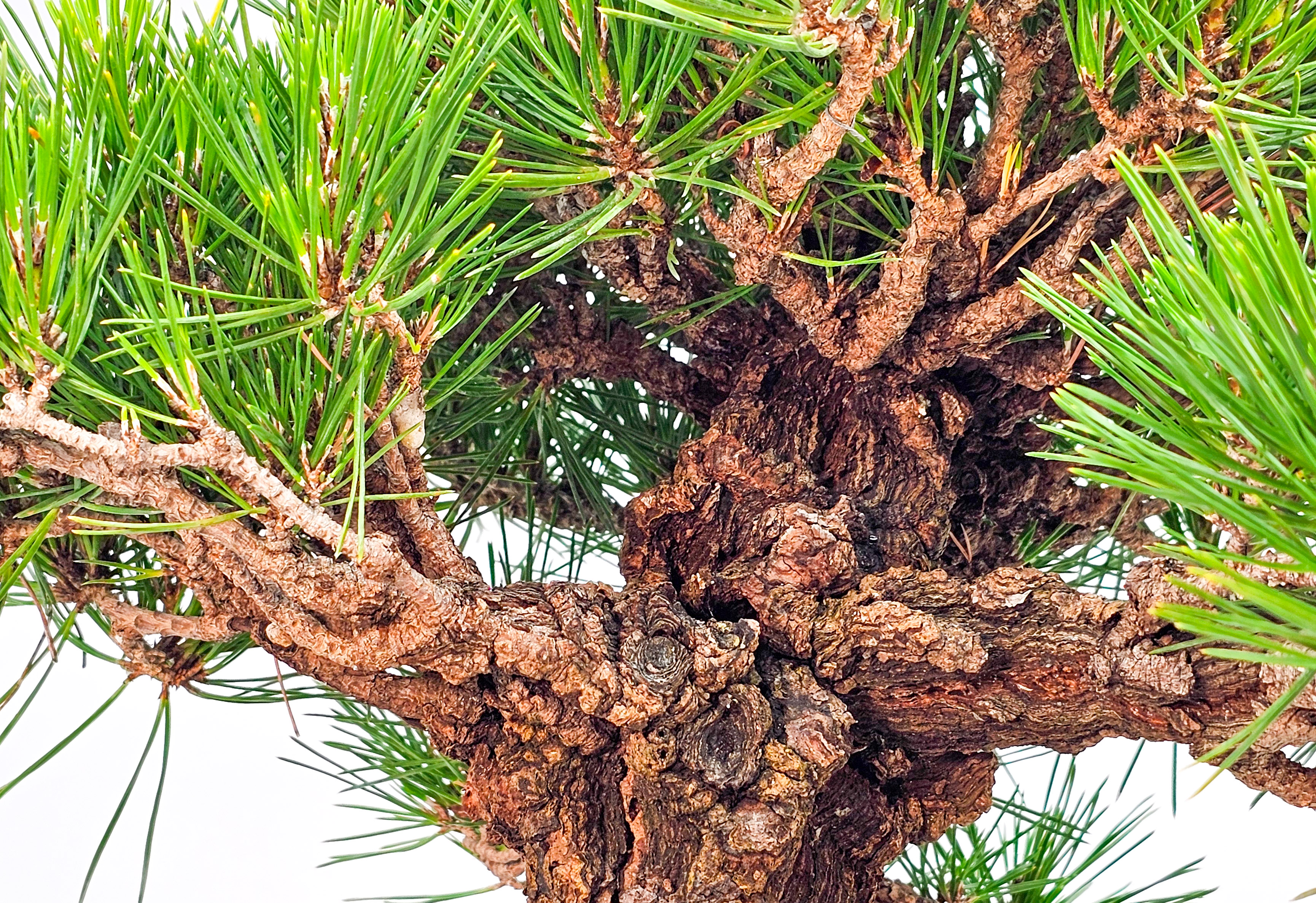 Bonsai Schwarzkiefer - Pinus thunbergii 26cm