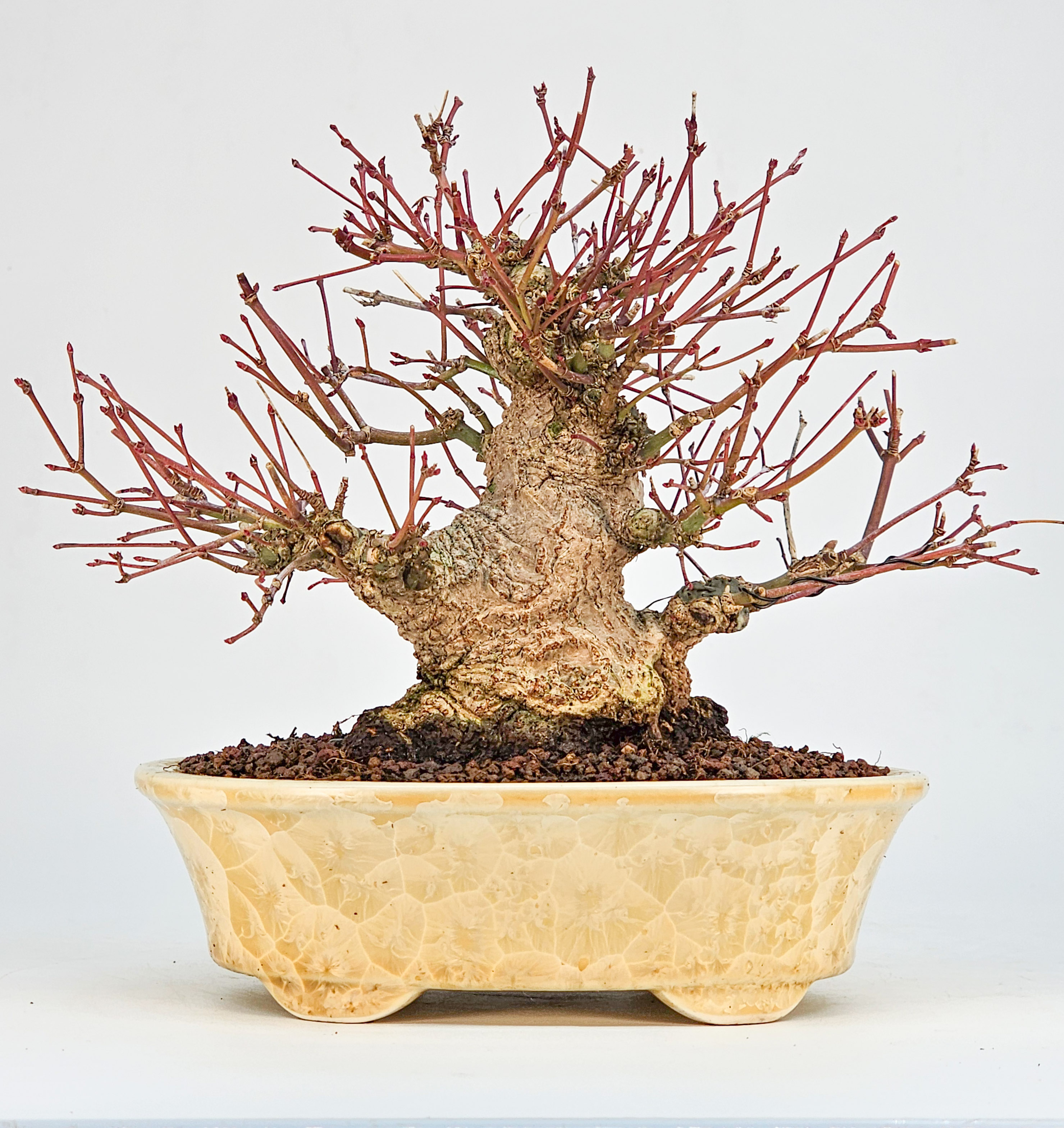 Bonsai Fächerahorn - Acer Palmatum Shohin 15cm 