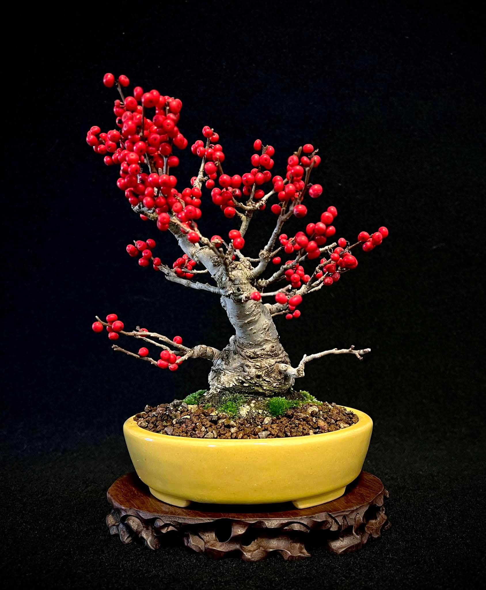 Bonsai Jap. Winterbeere - Ilex serrata Shohin 21cm