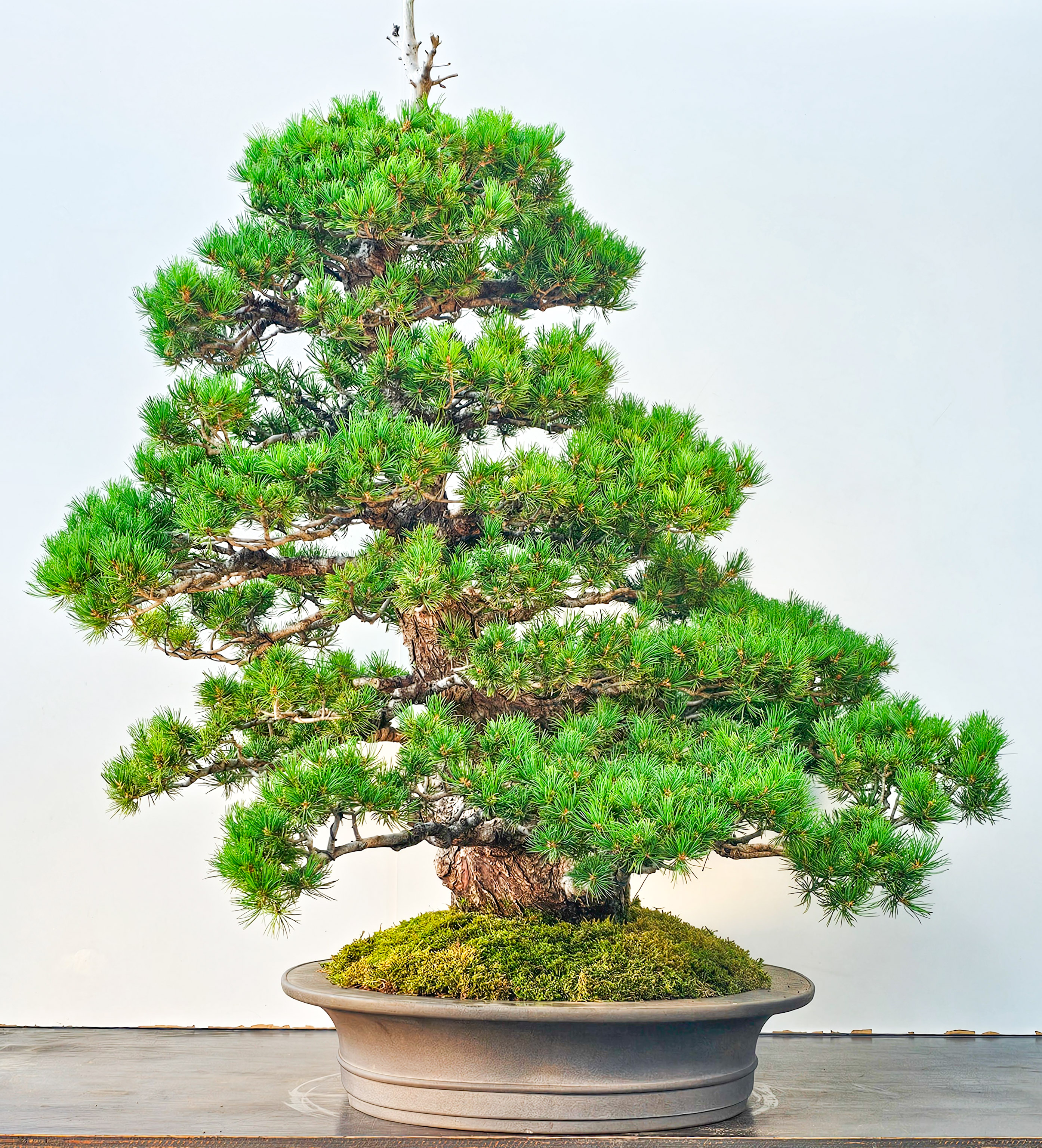 Bonsai Mädchenkiefer Pinus parviflora zuisho 86cm Video!! Bonsai Mädchenkiefer Pinus parviflora zuisho 86cm Video!!