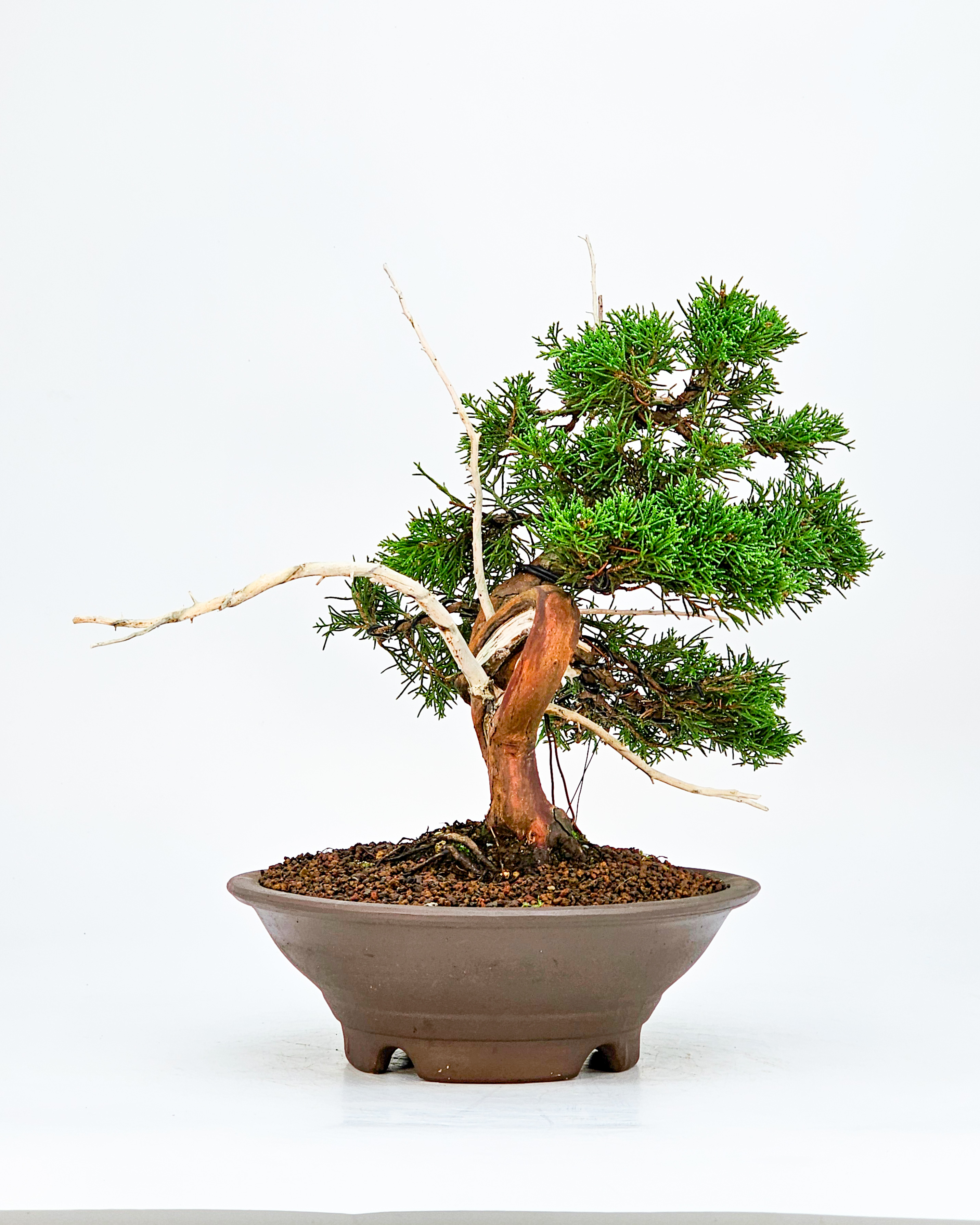 Bonsai Wacholder - Juniperus chinensis 25cm 