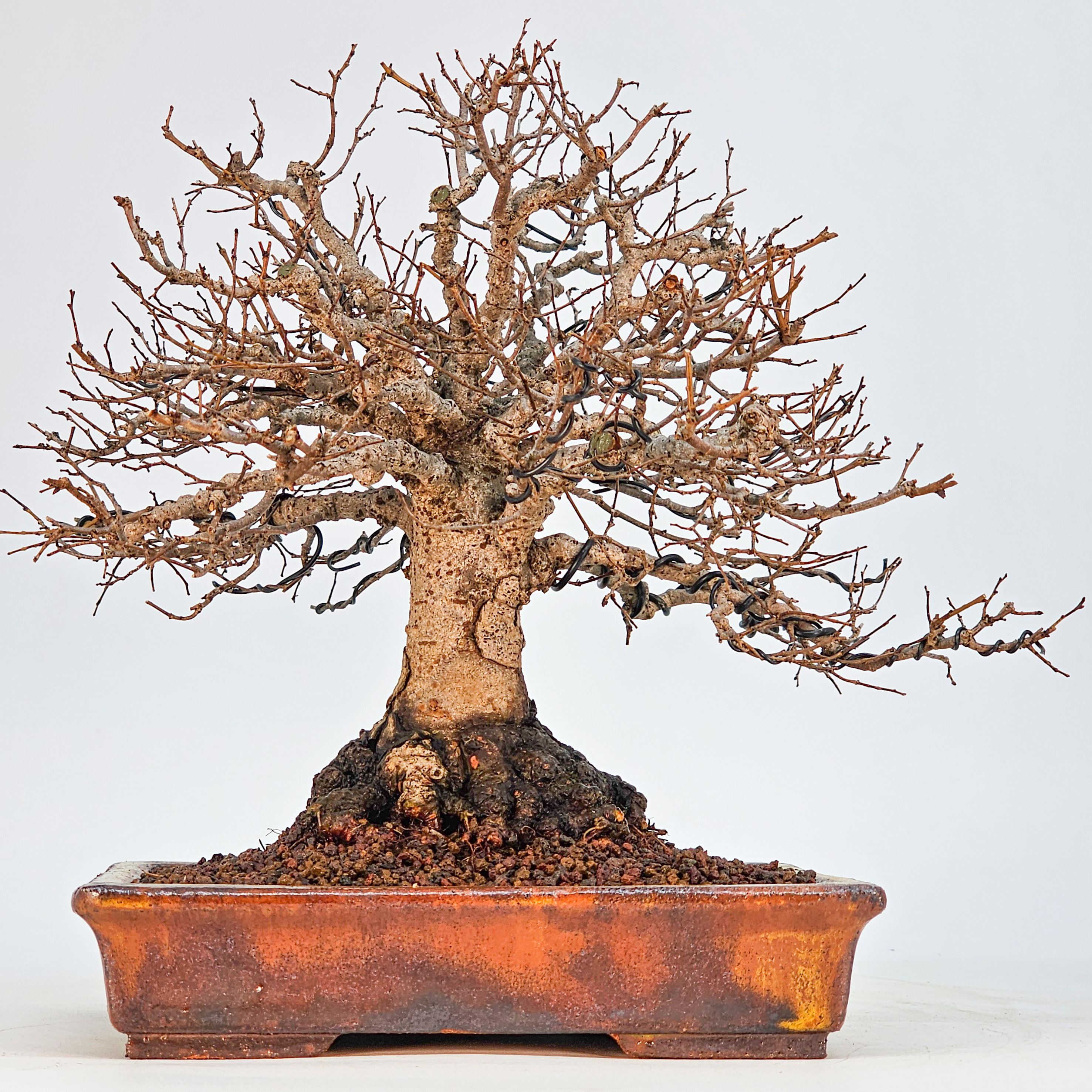 Bonsai Premium Zelkova serrata Shohin 18cm